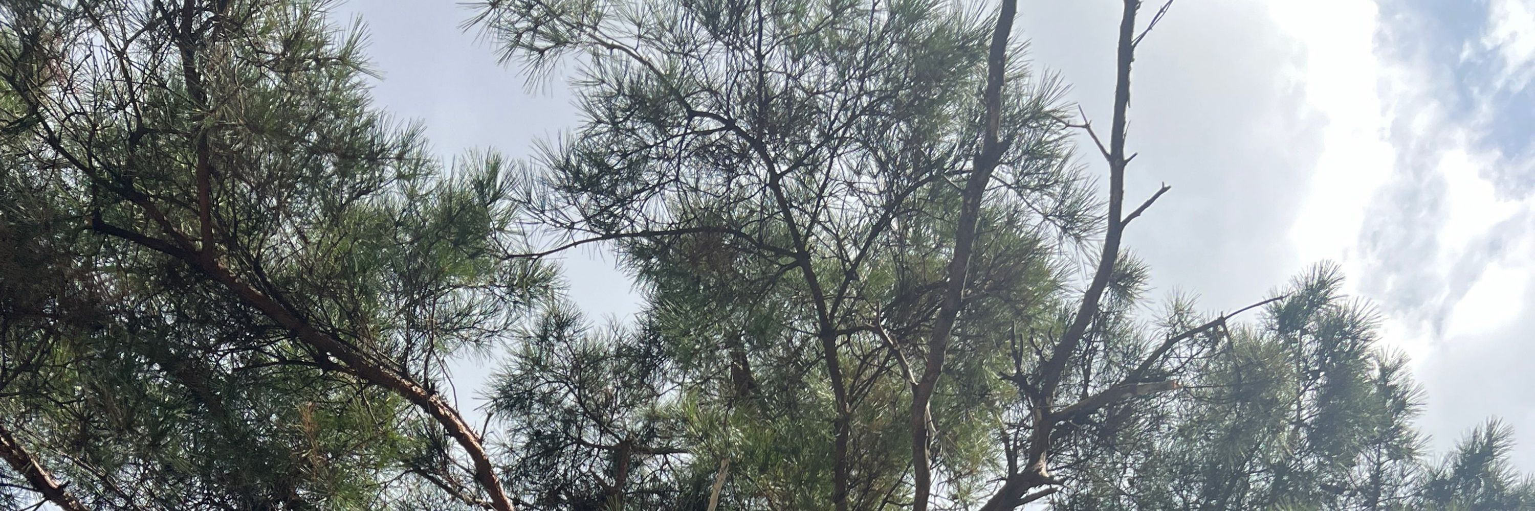 두연
