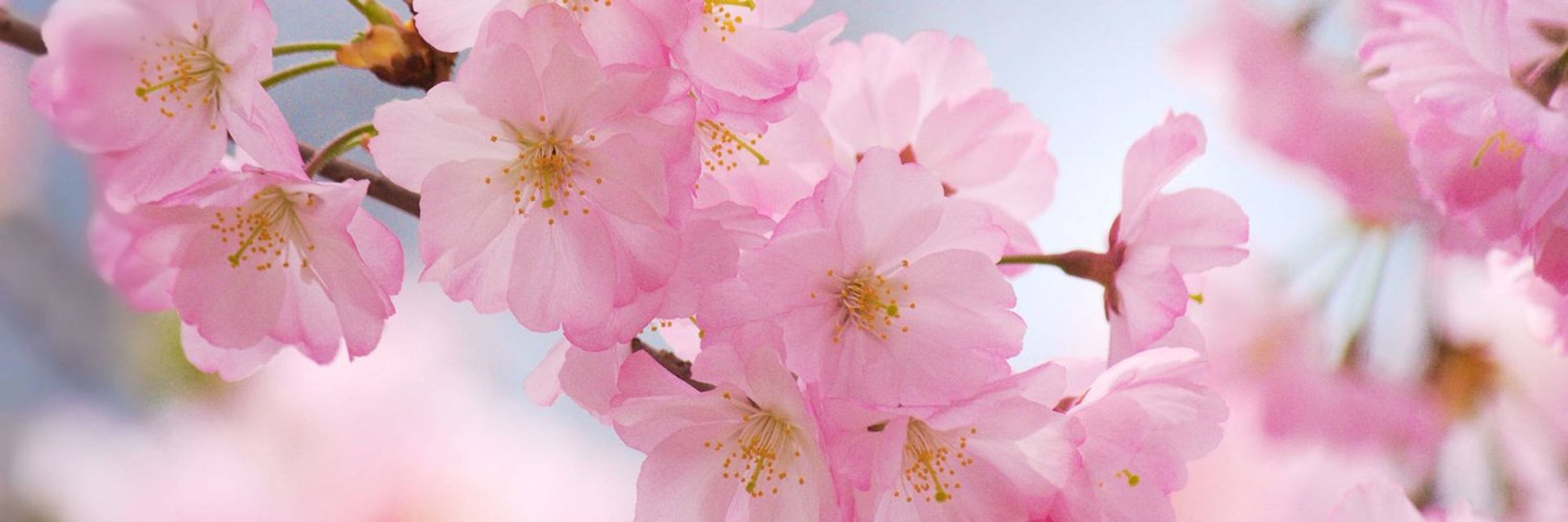Mikarin ENVT🍡🌸Vgen