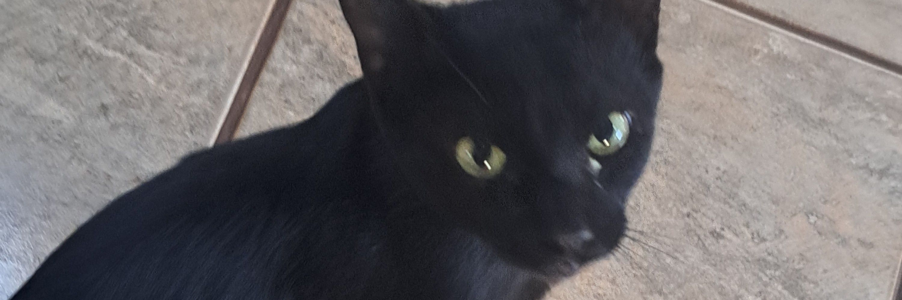 Dansx