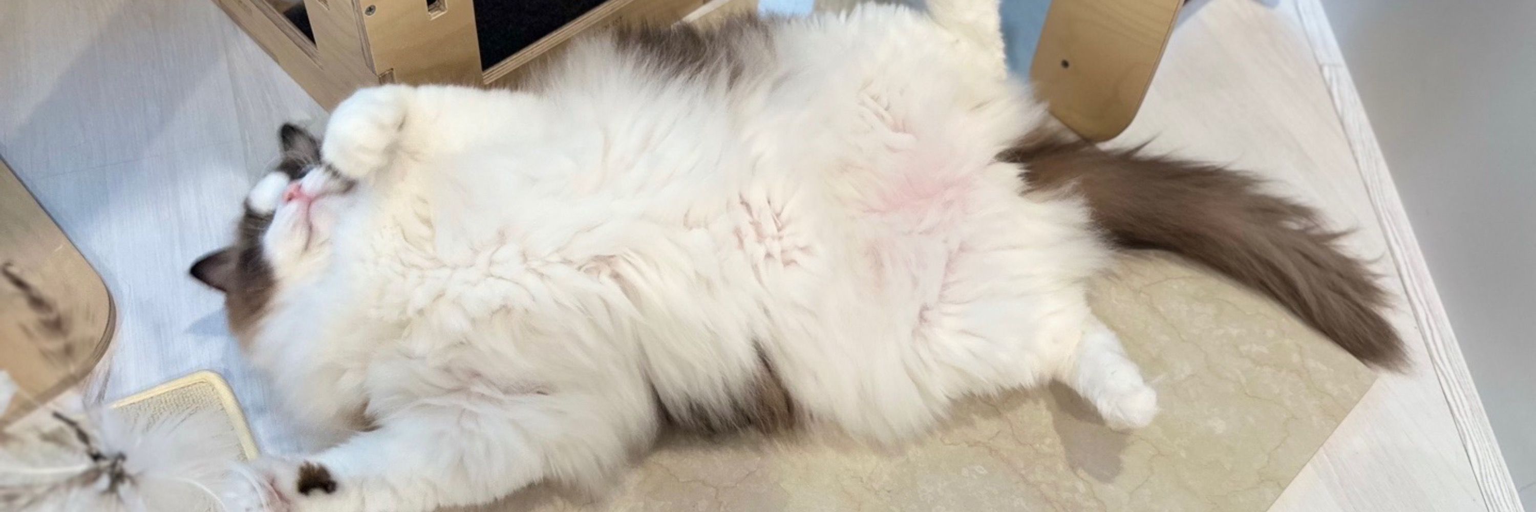 Meow