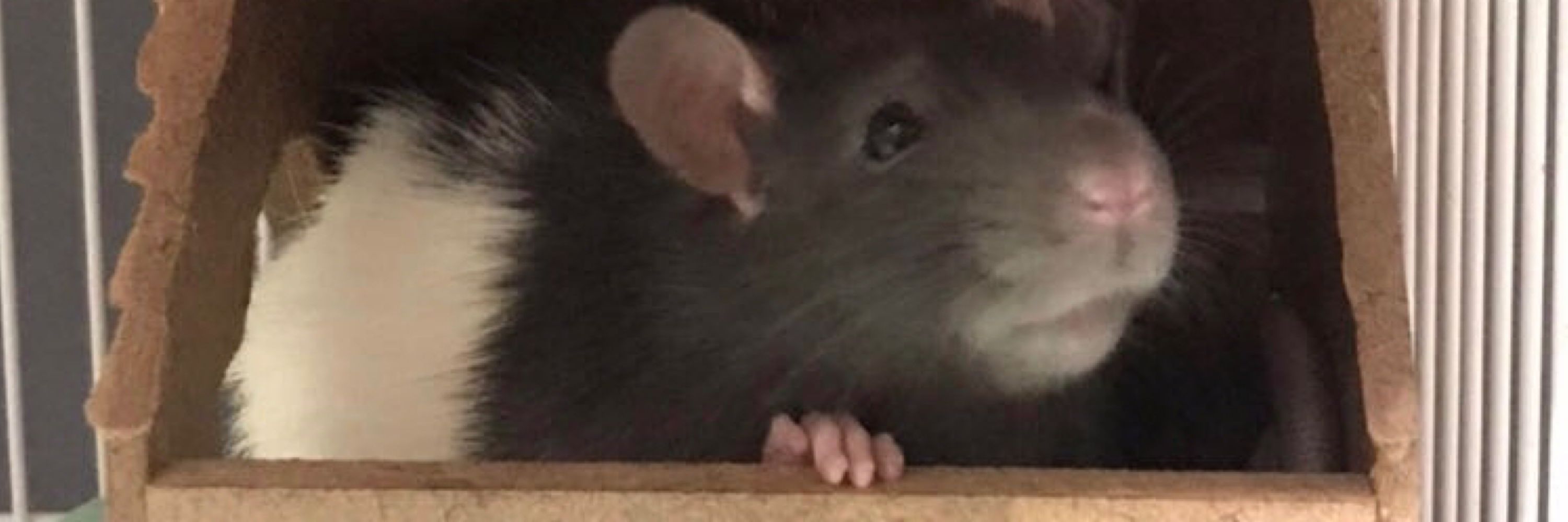 aggy 🐀