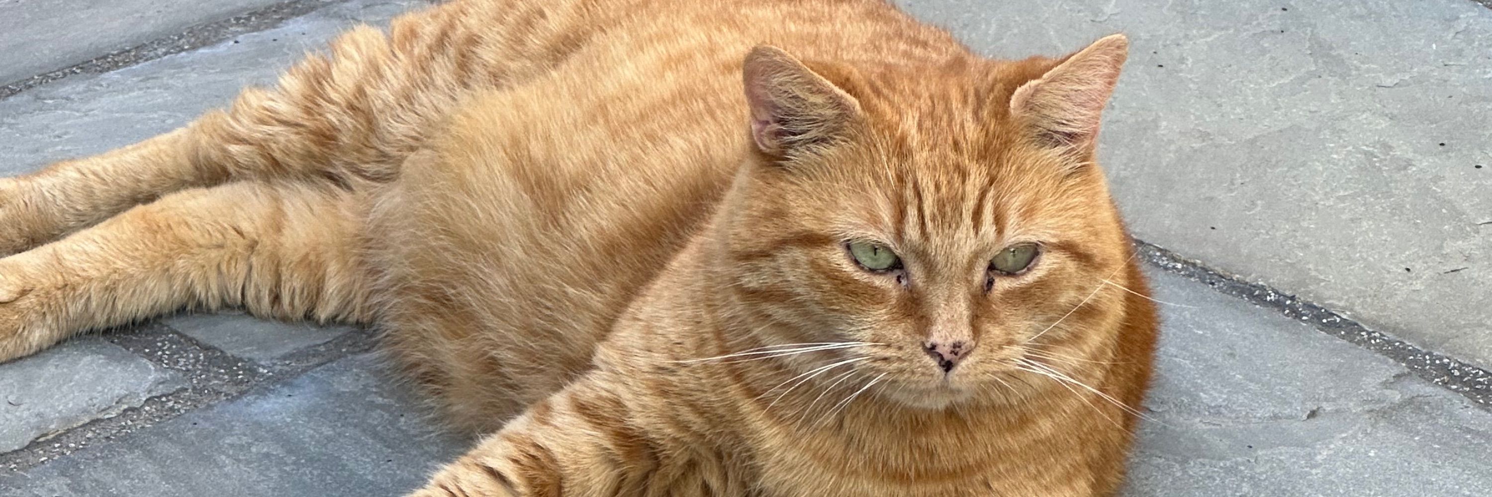 EDDIEBEAR 🐈 🩶🐈🩶🐈