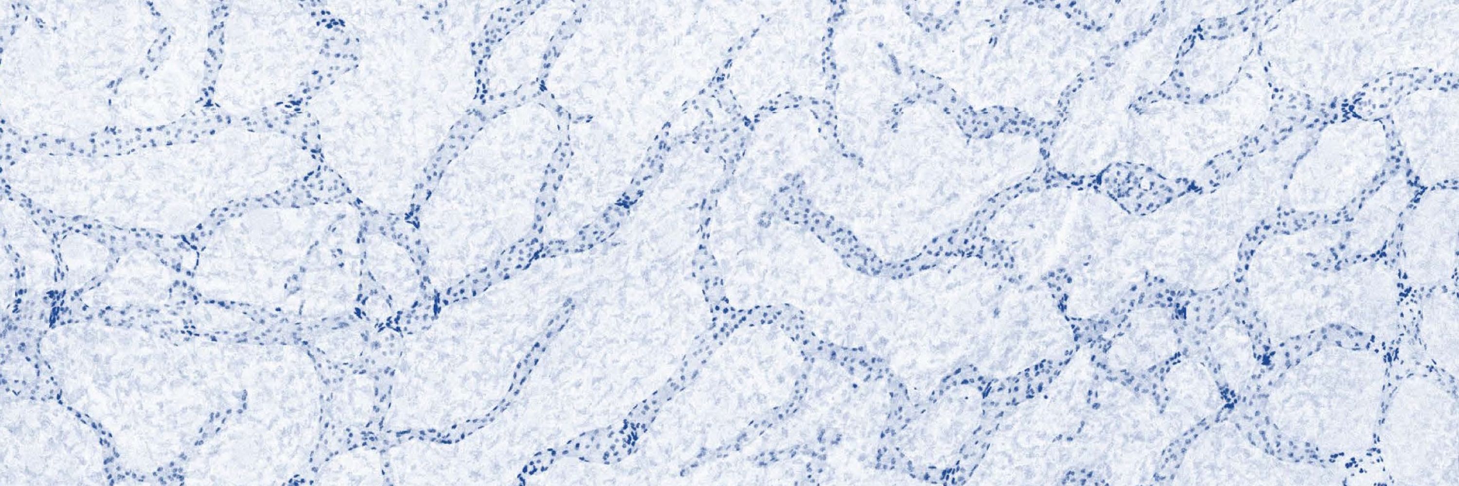 Vascular Signaling and Sensing Lab