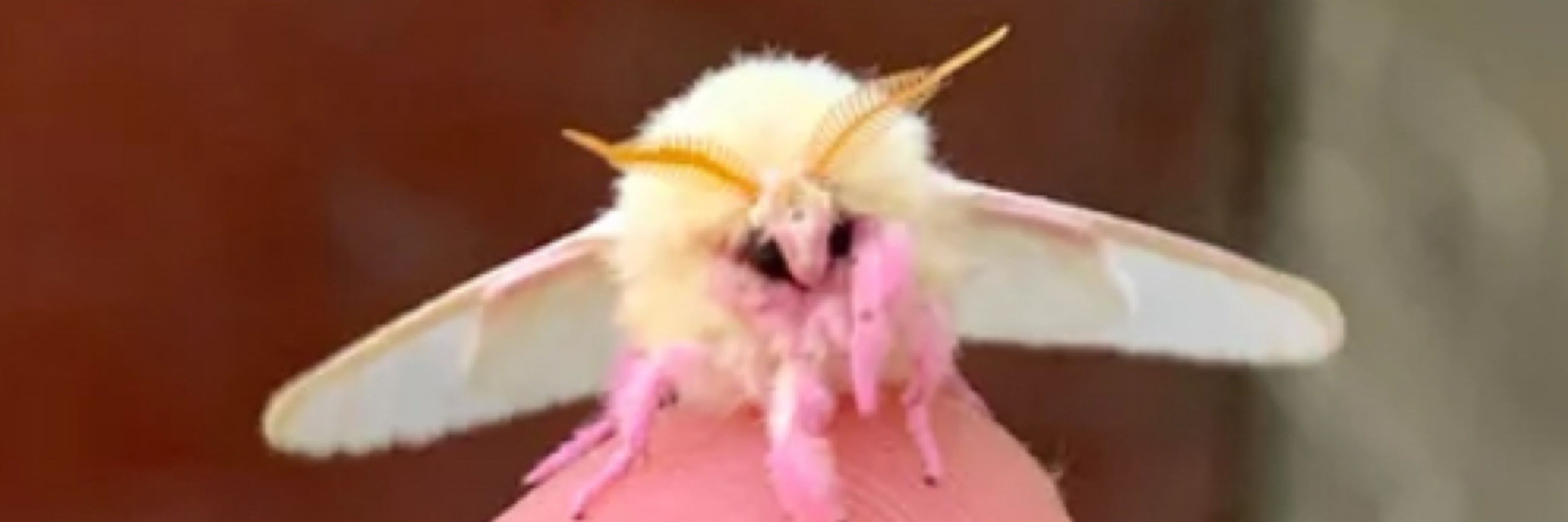 That Gecko