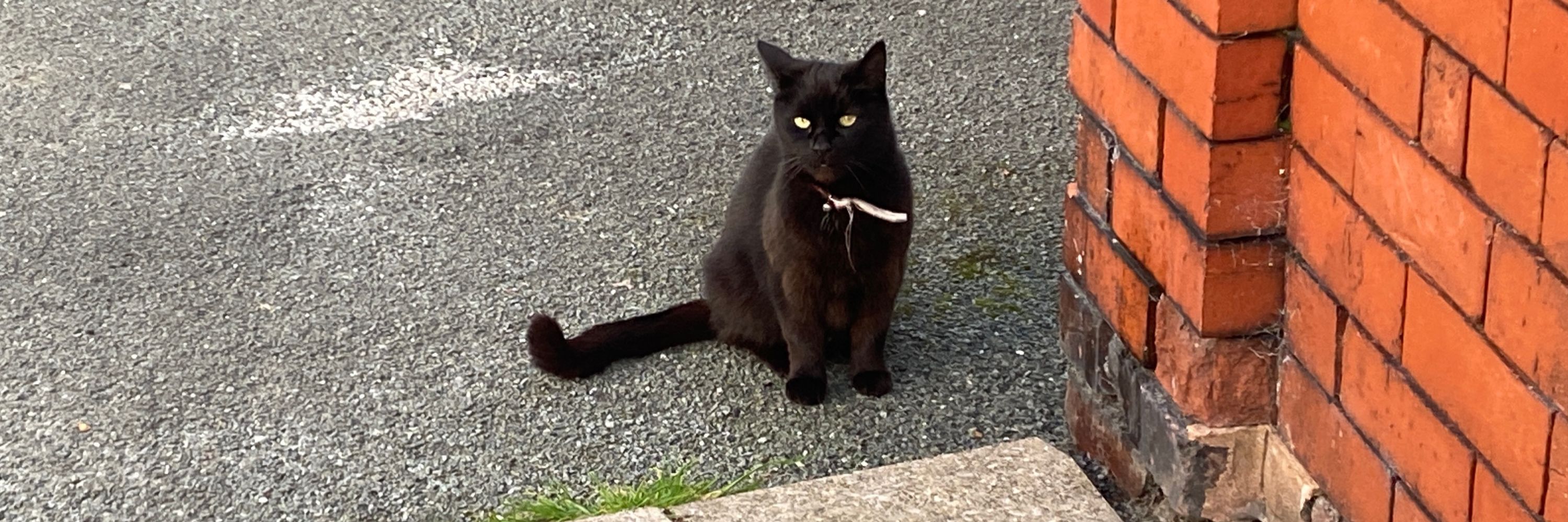 Hannah Kitty