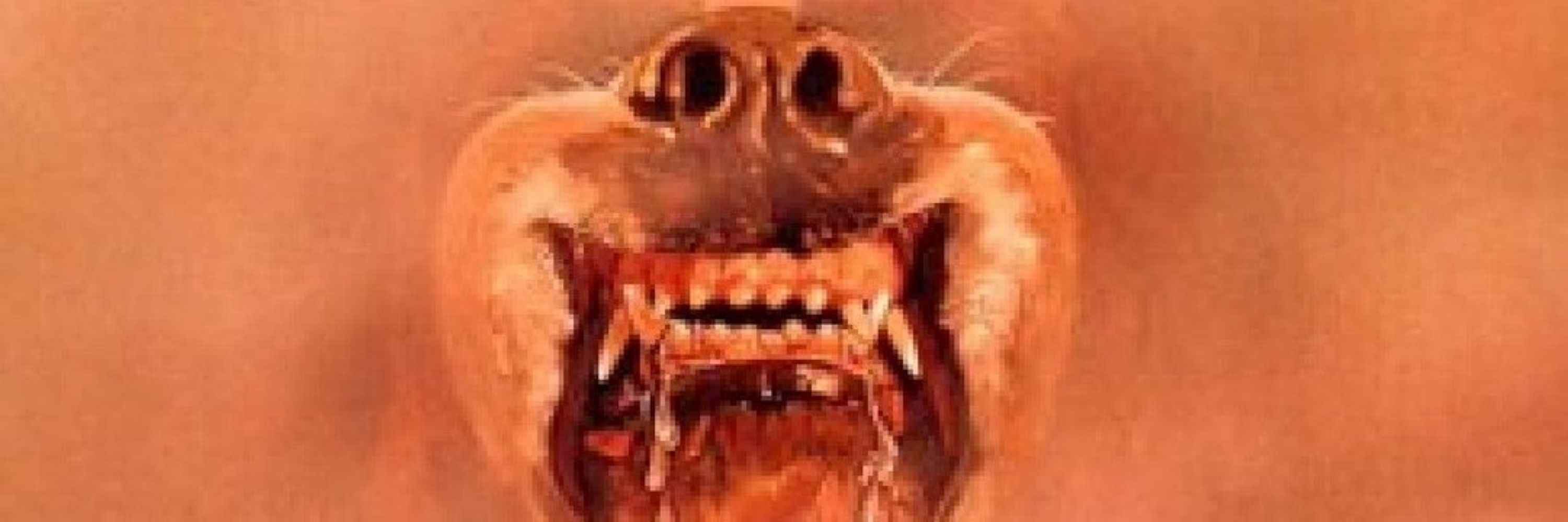 Cujo by Daylight