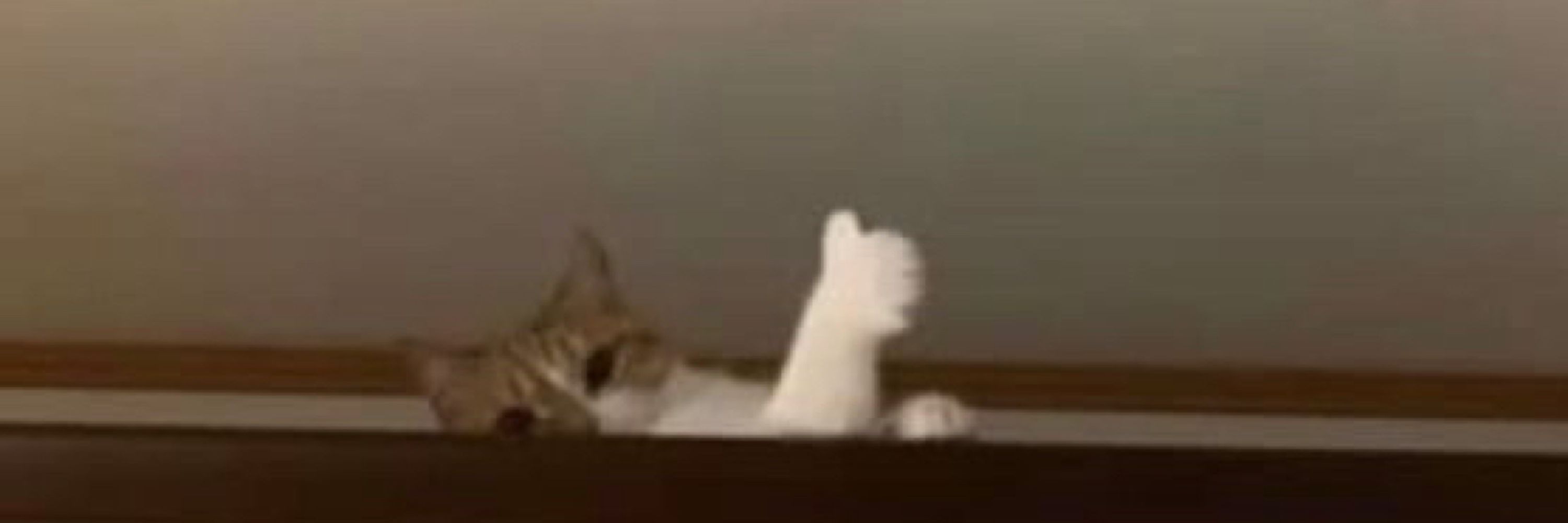 ยอซอรอ ʕ•ᴥ•ʔ