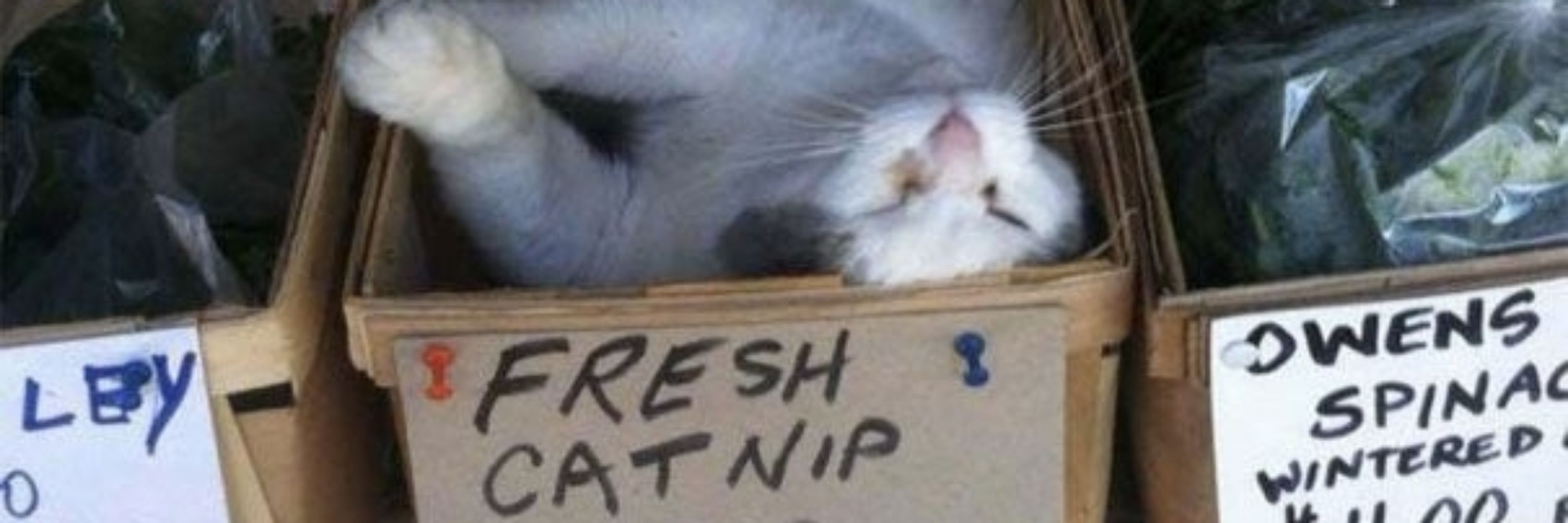 Catnip
