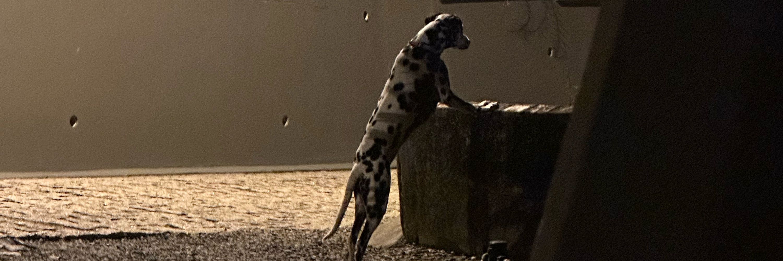 Gio