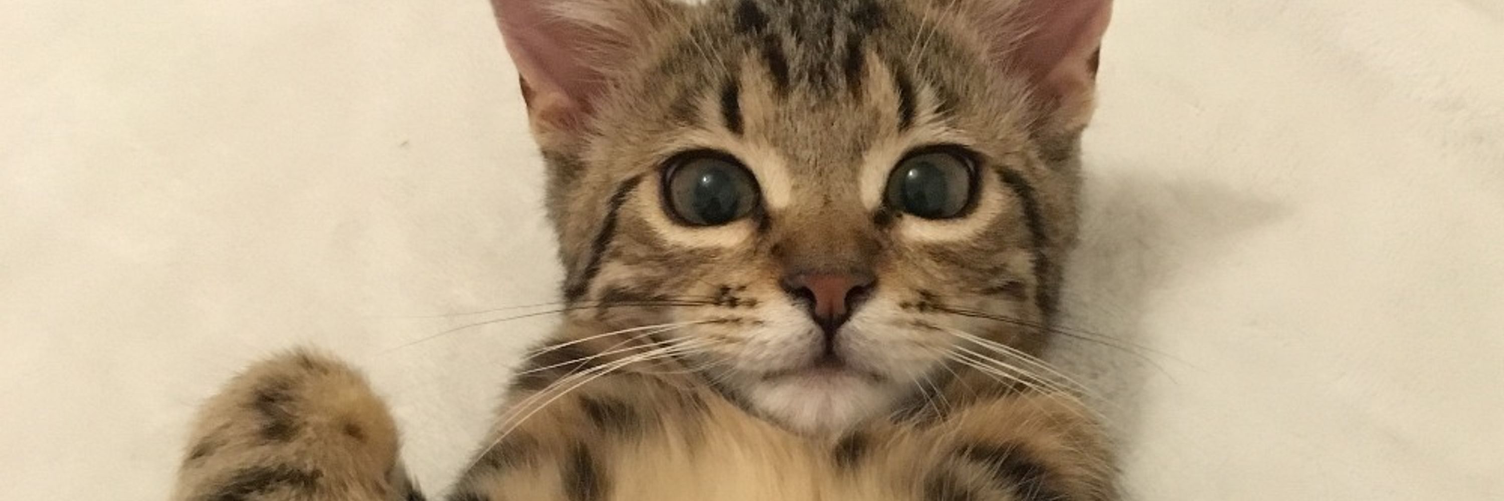 Lou ♂