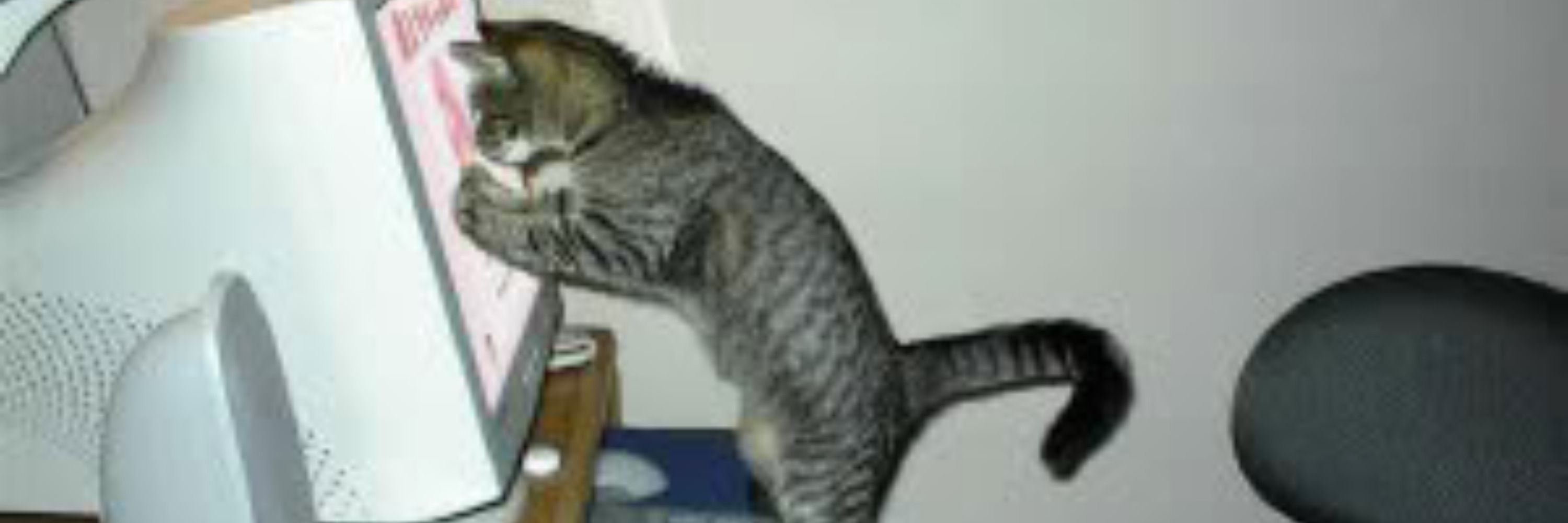 GACat