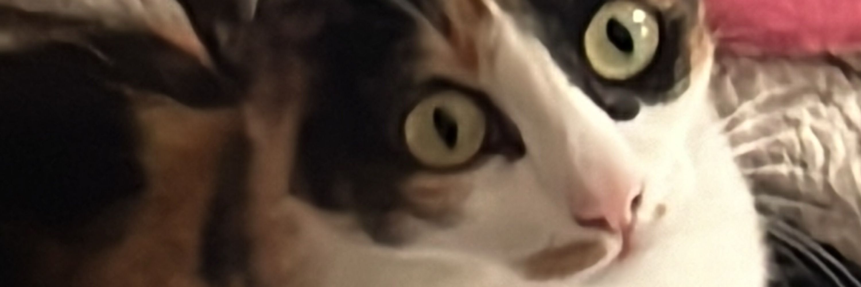 Burnassauro
