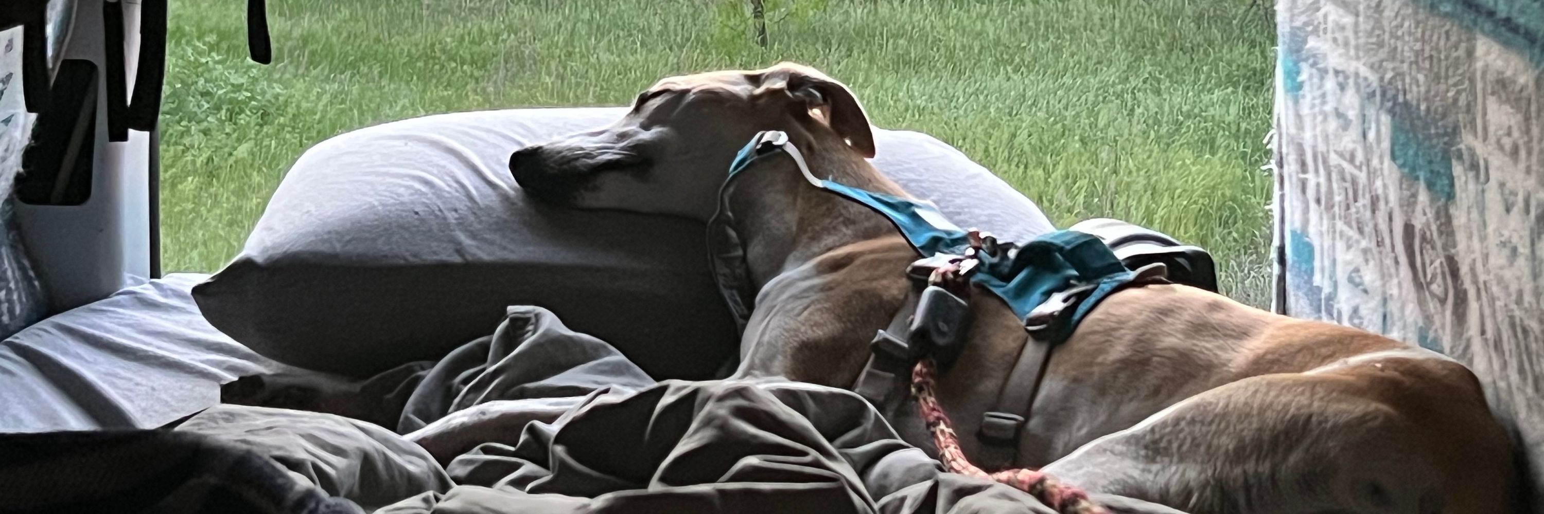 Mav