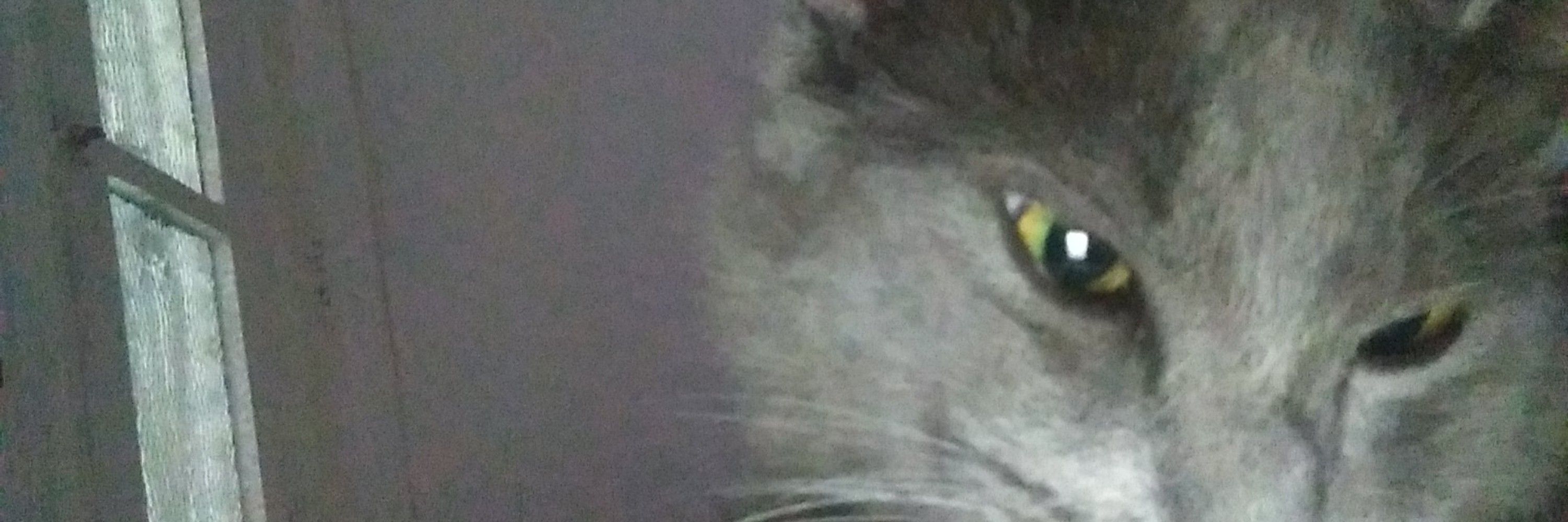 Helo