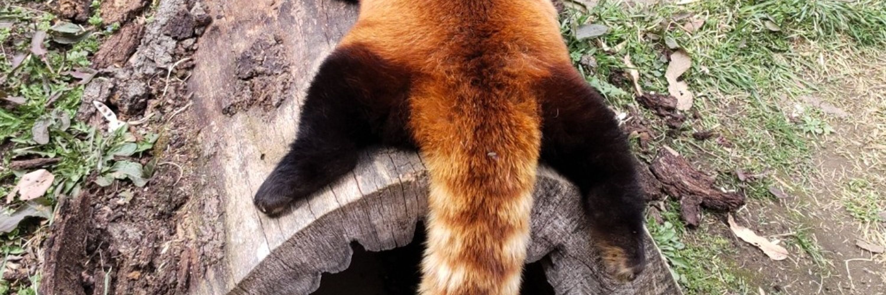 RedPandaPaws