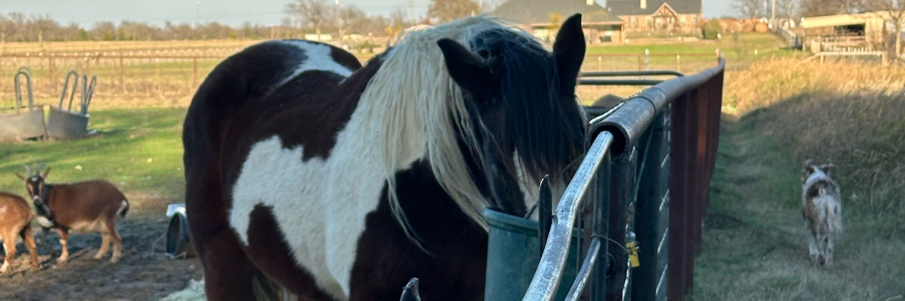 BSquareHomestead