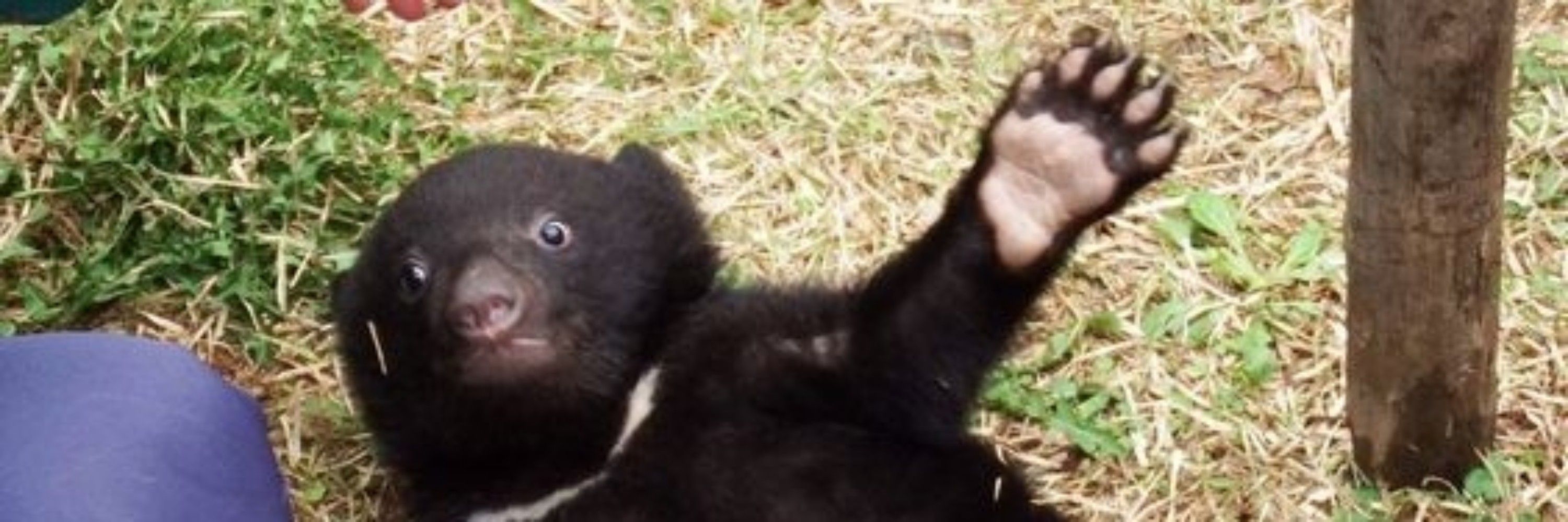 MISHO EL OSO ESTÚPIDO