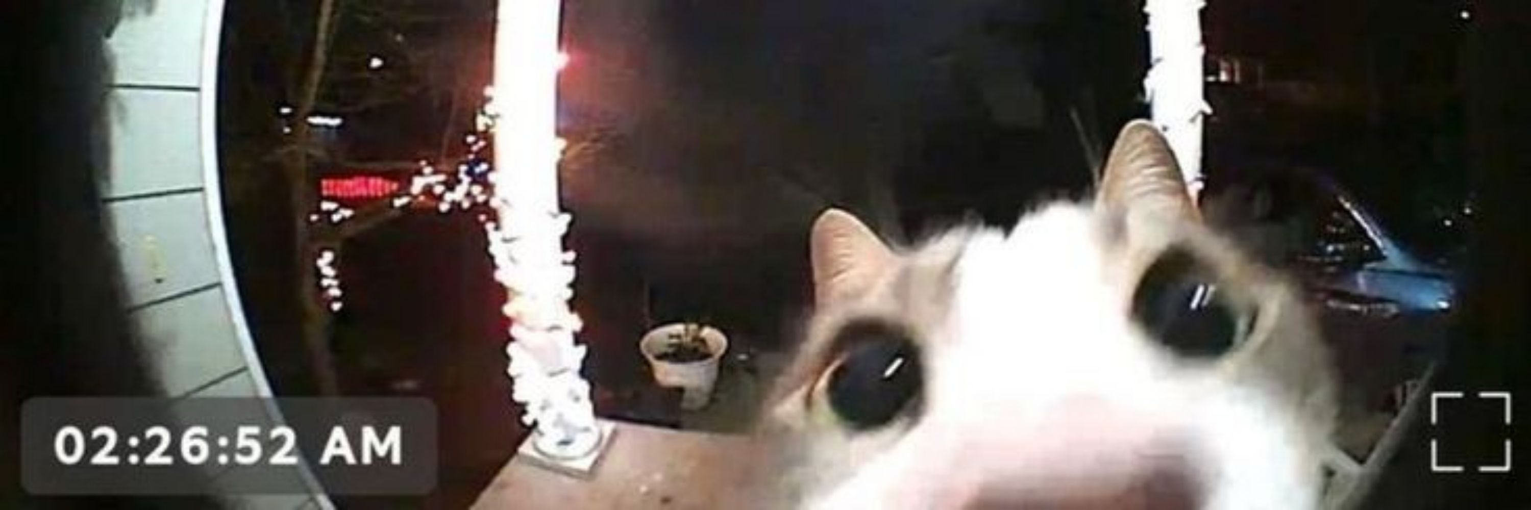 HimeKat