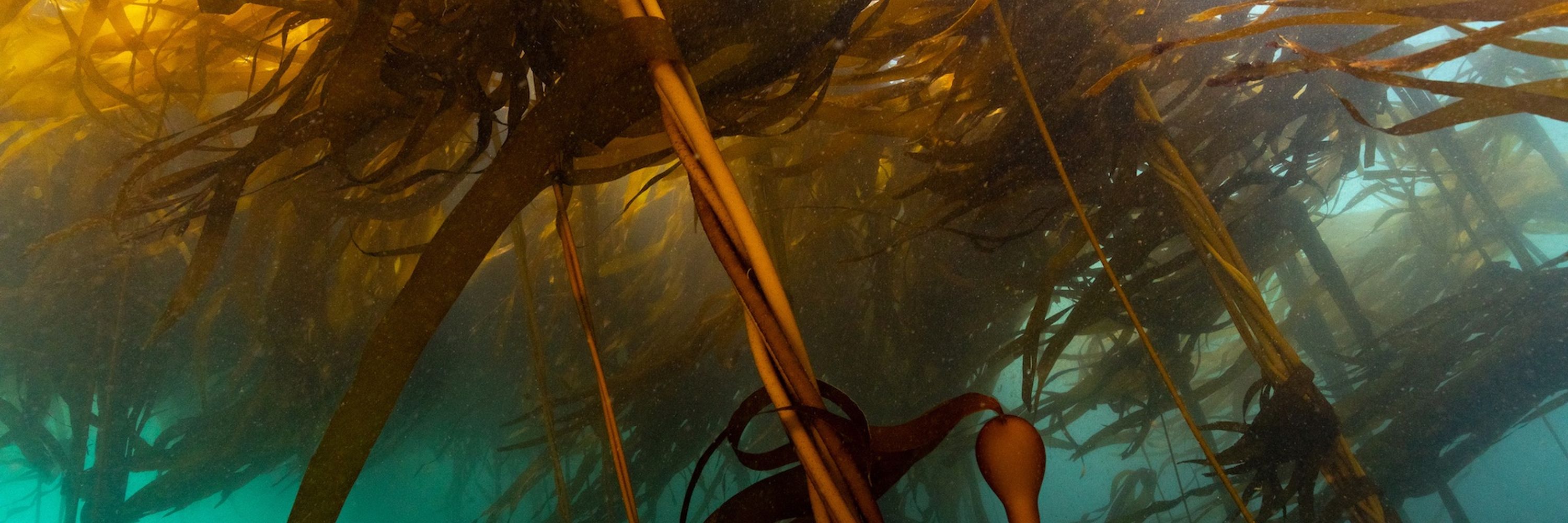 Oregon Kelp