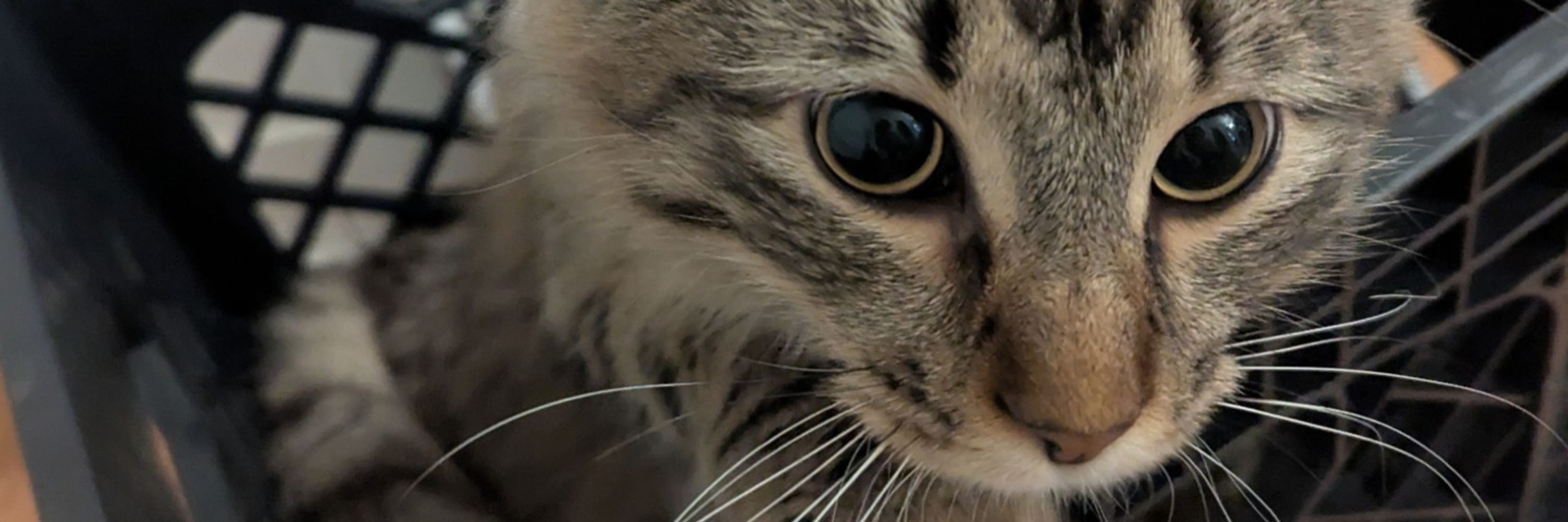 Kappcy