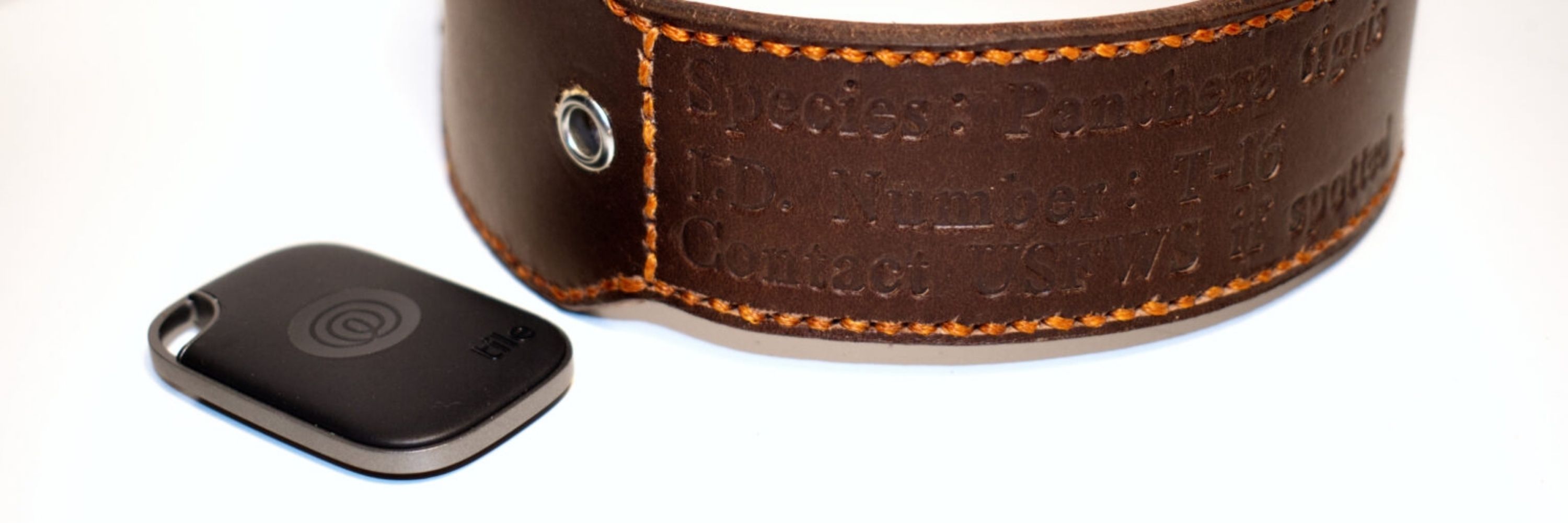 Bird Brain Leatherwork