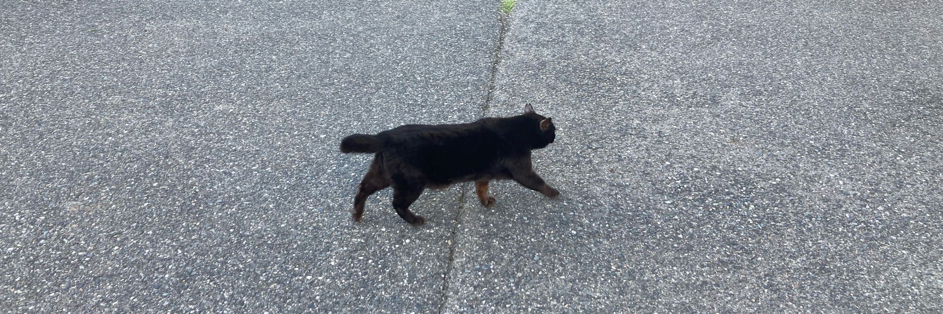 よしいいくえ