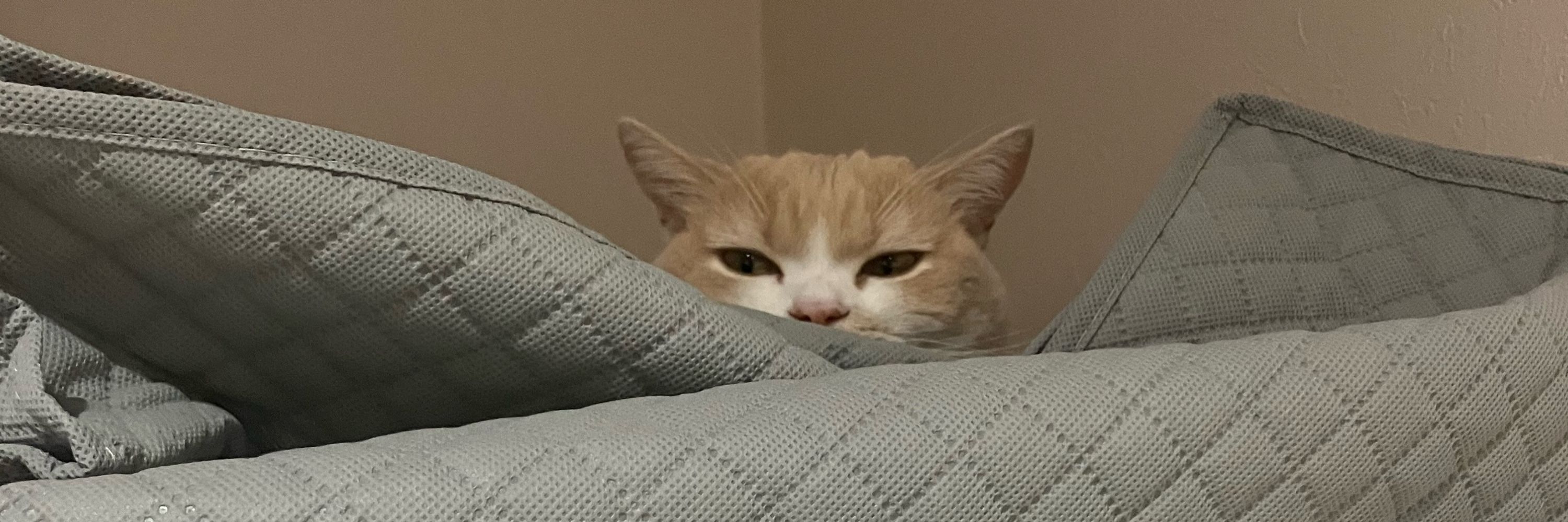 Setsu