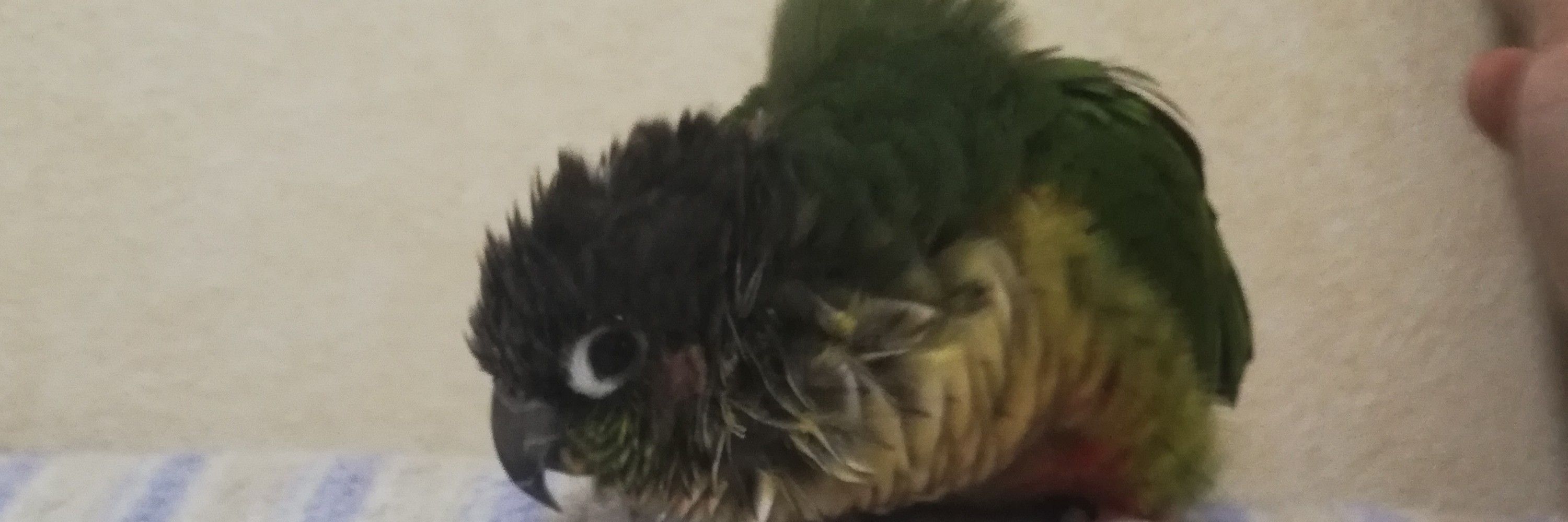 mofugoro🌮