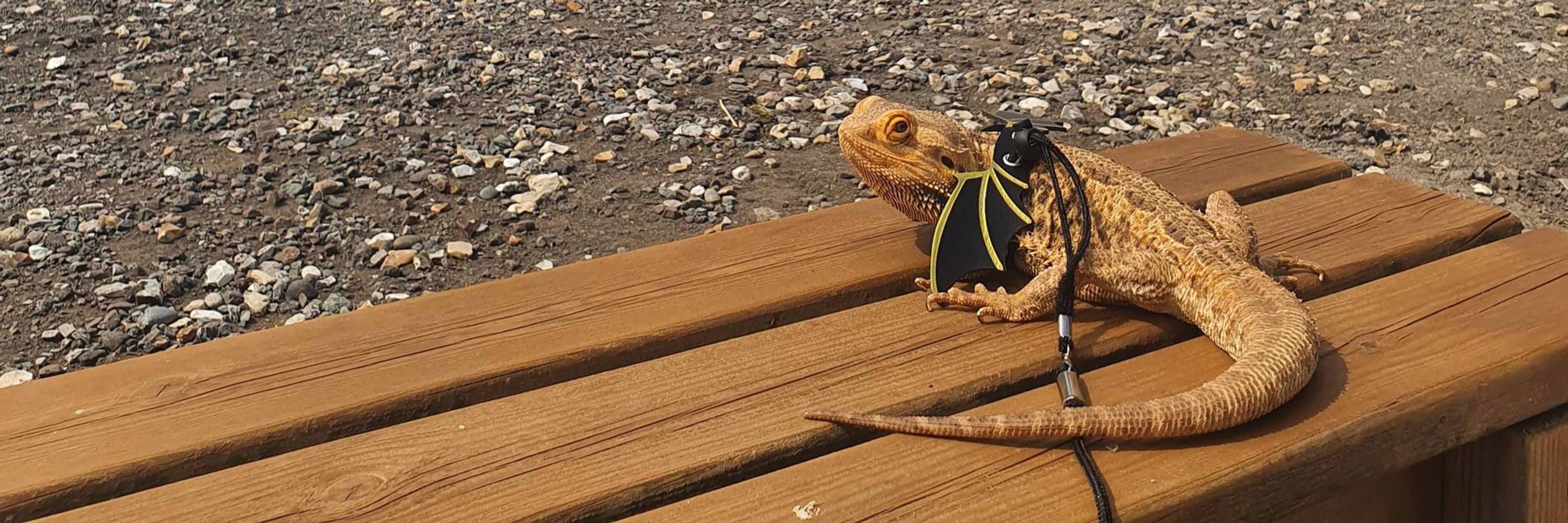 Exotic Animal Rescue & Handling Experiences