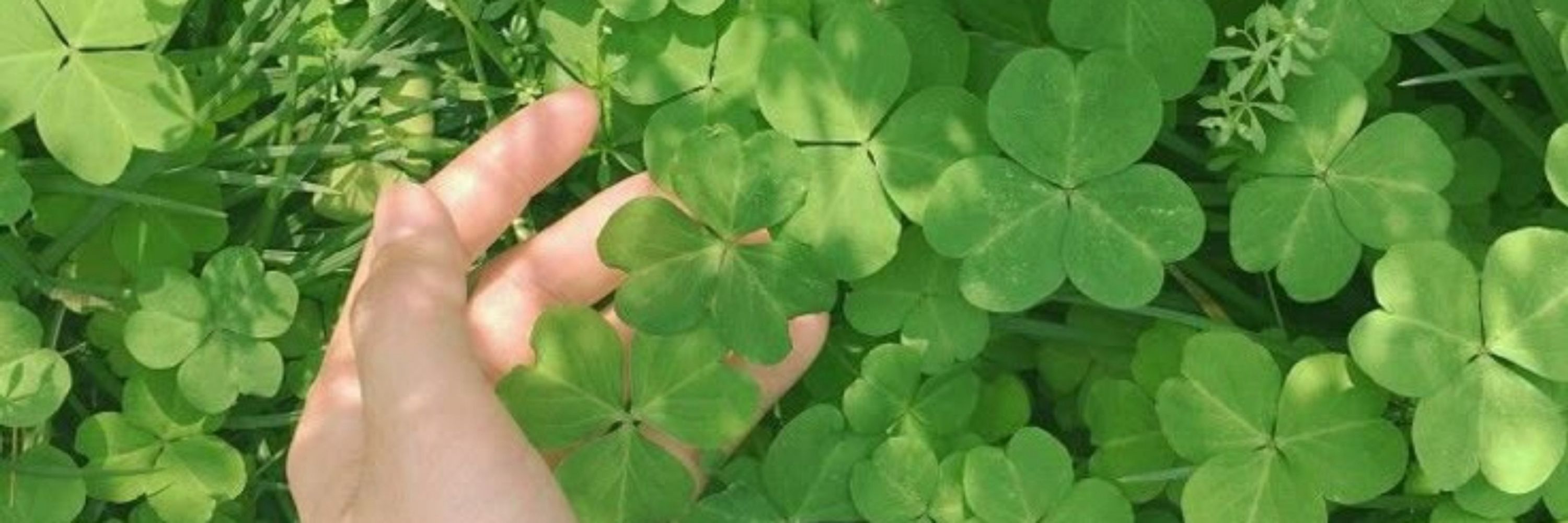 midori 