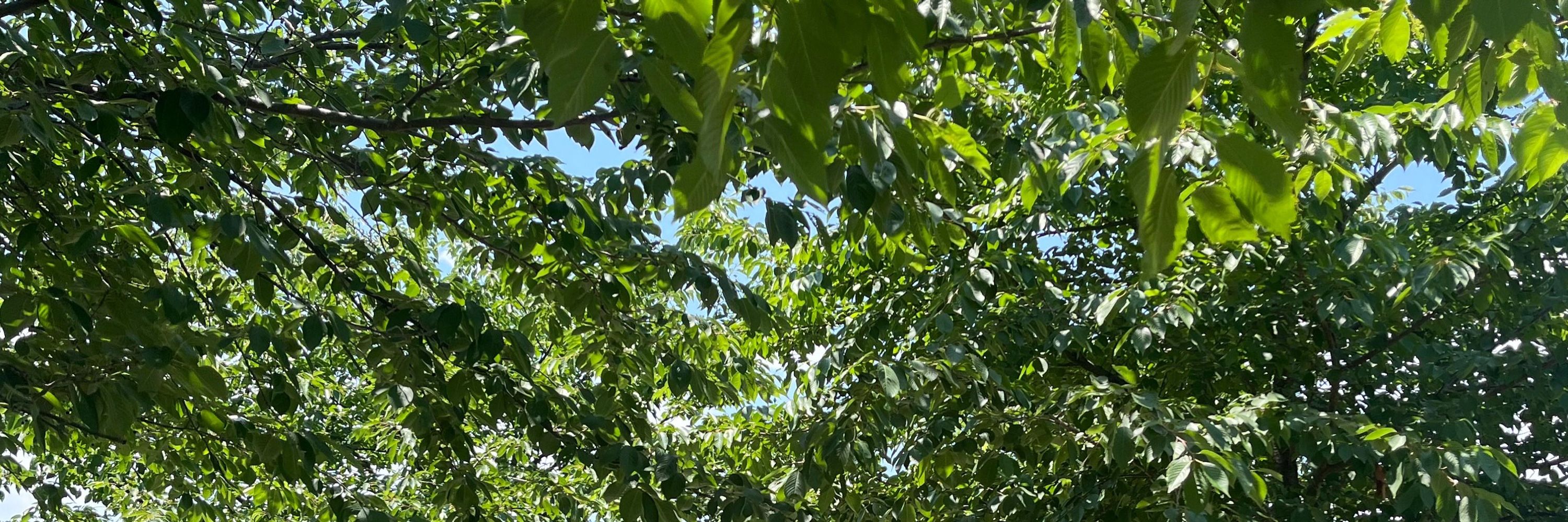 MG 산골짝달암쥐