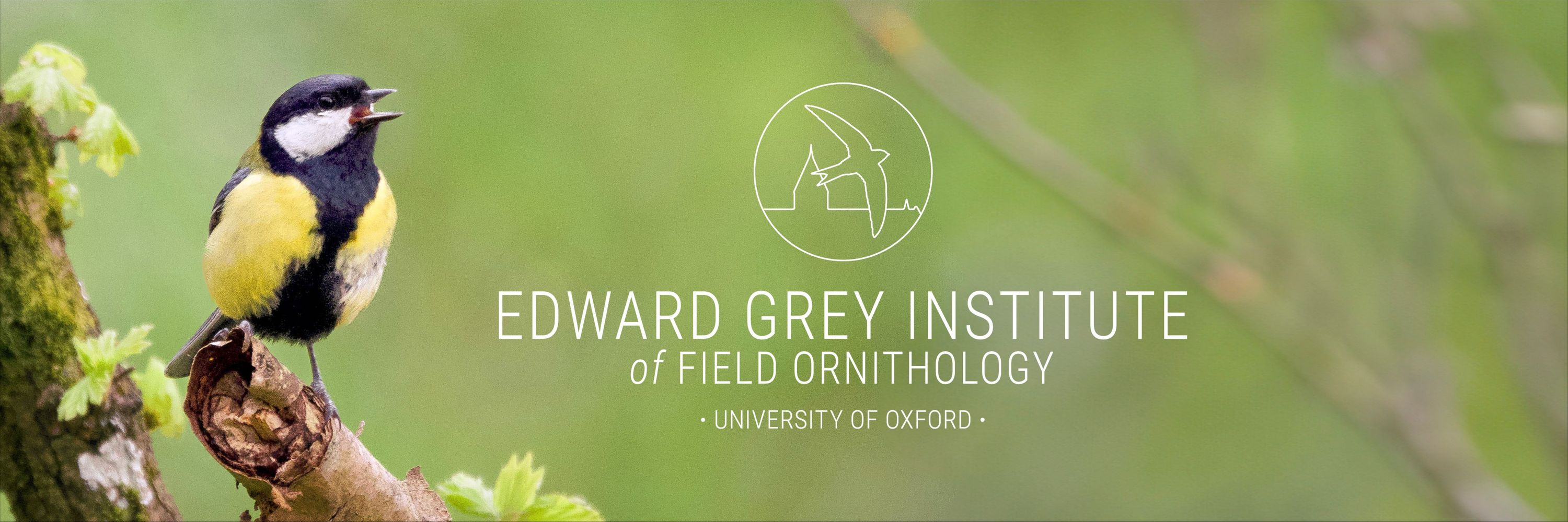 Edward Grey Institute