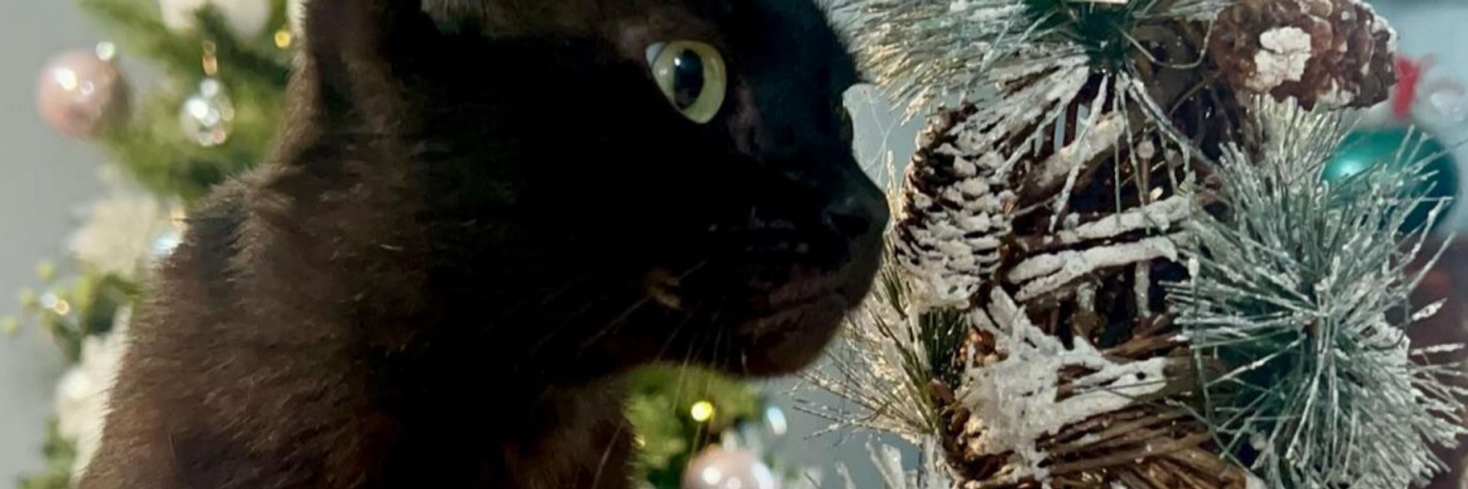 Aries The Cat Ambassador