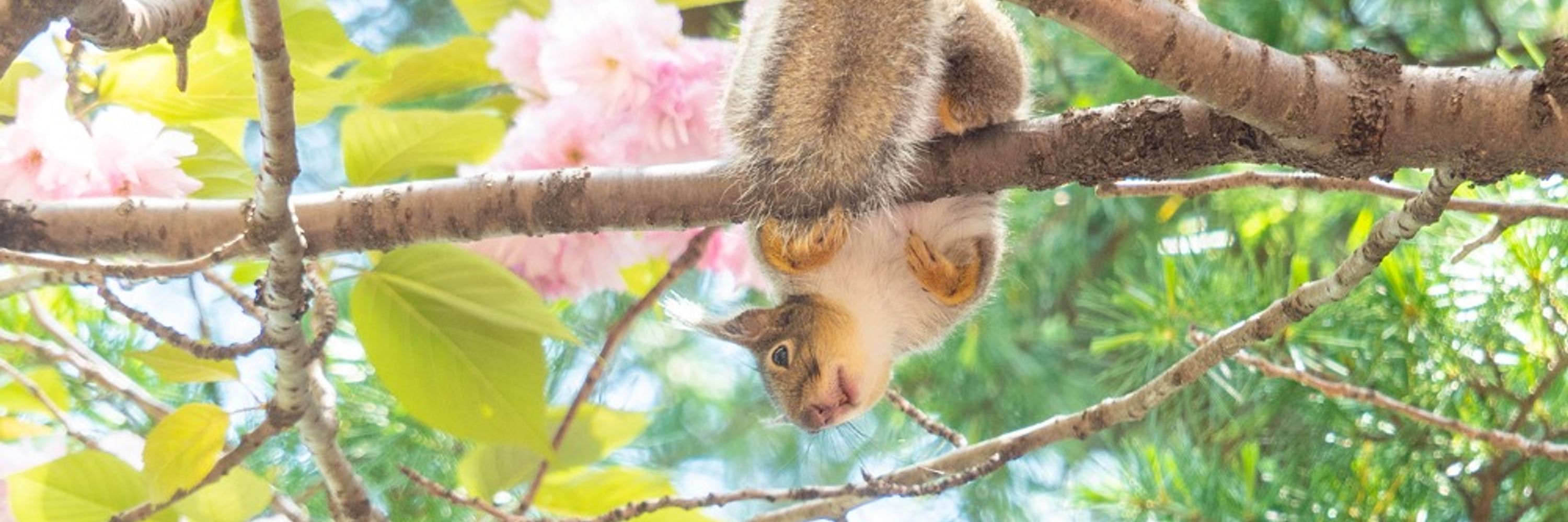 るる🦋🐿🌼🇯🇵