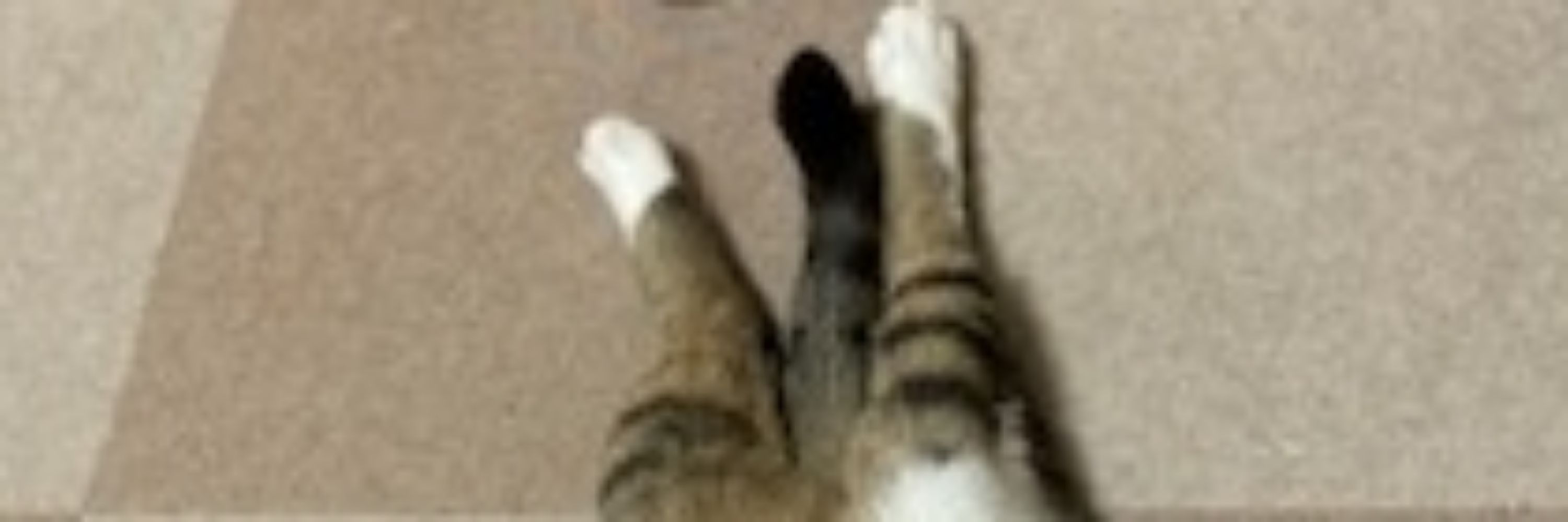ありす🐾