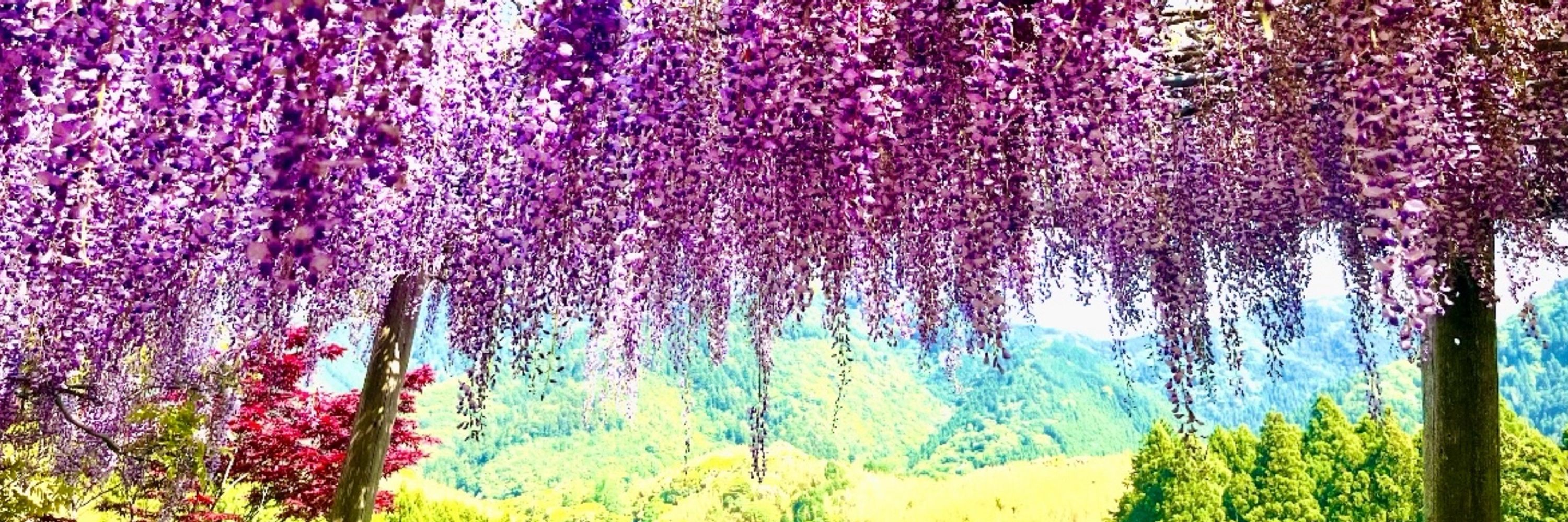 ❼