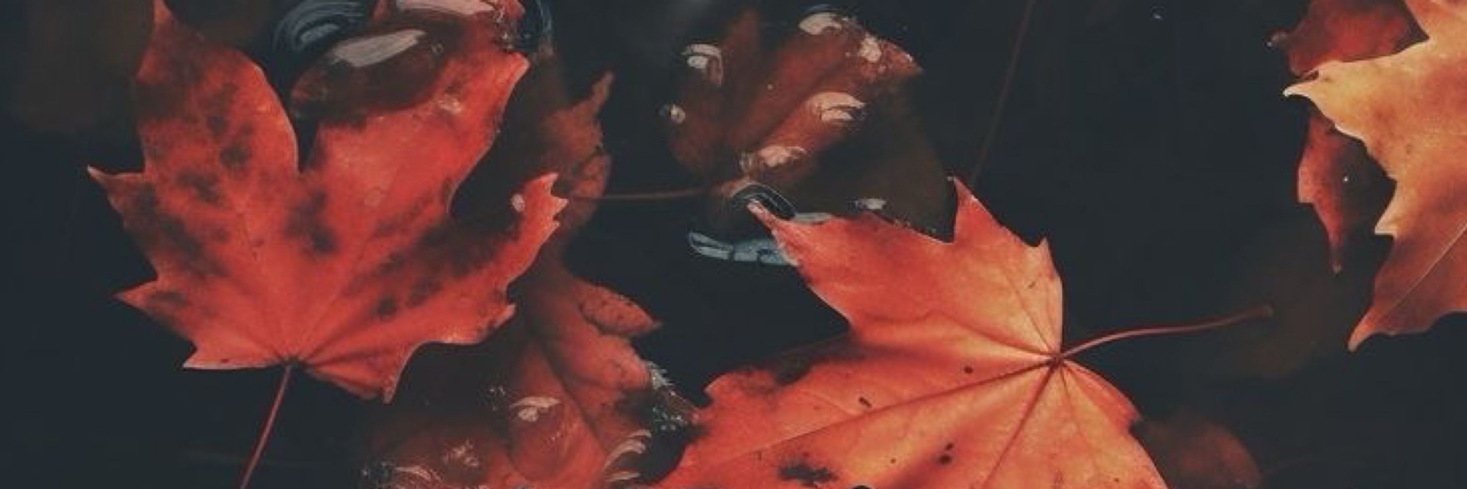 Elody_C Spooky Version 🍁🎃