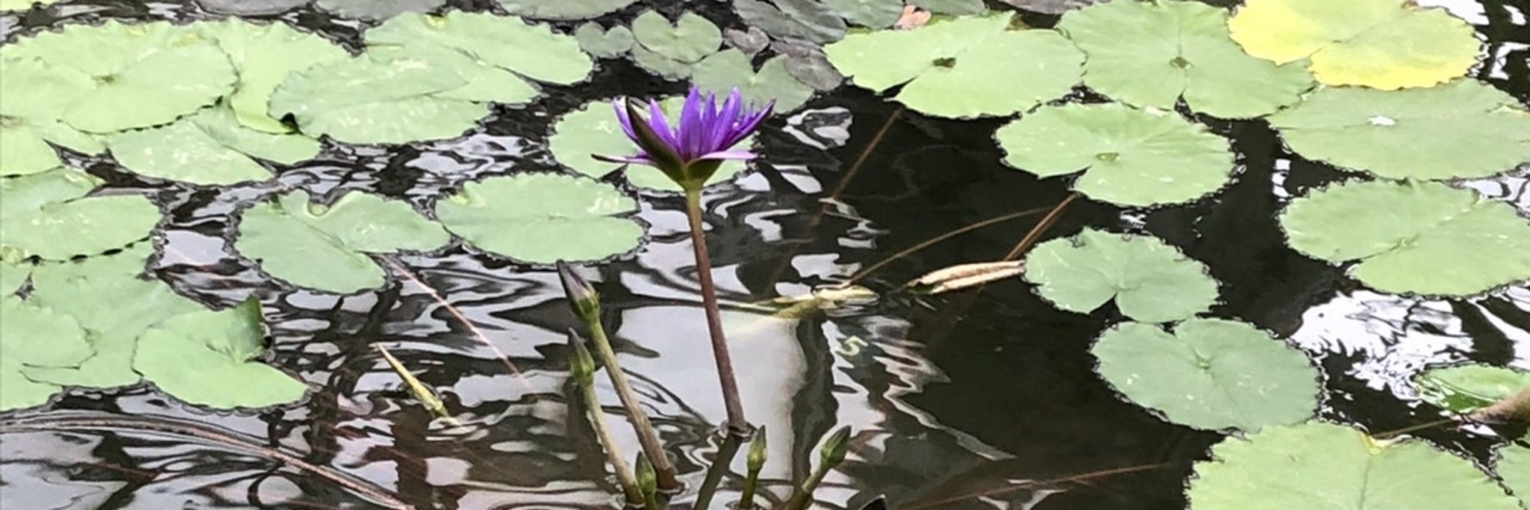 ひせ