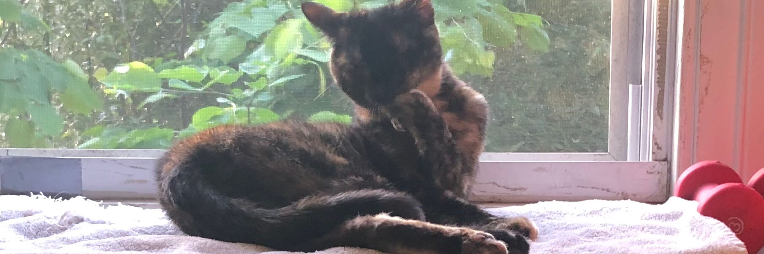 My cat Flea