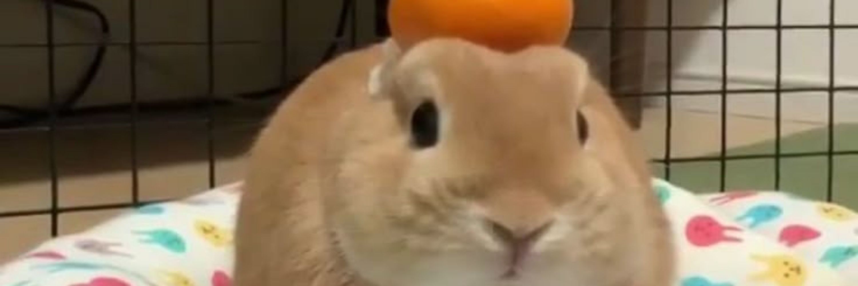 Bunna