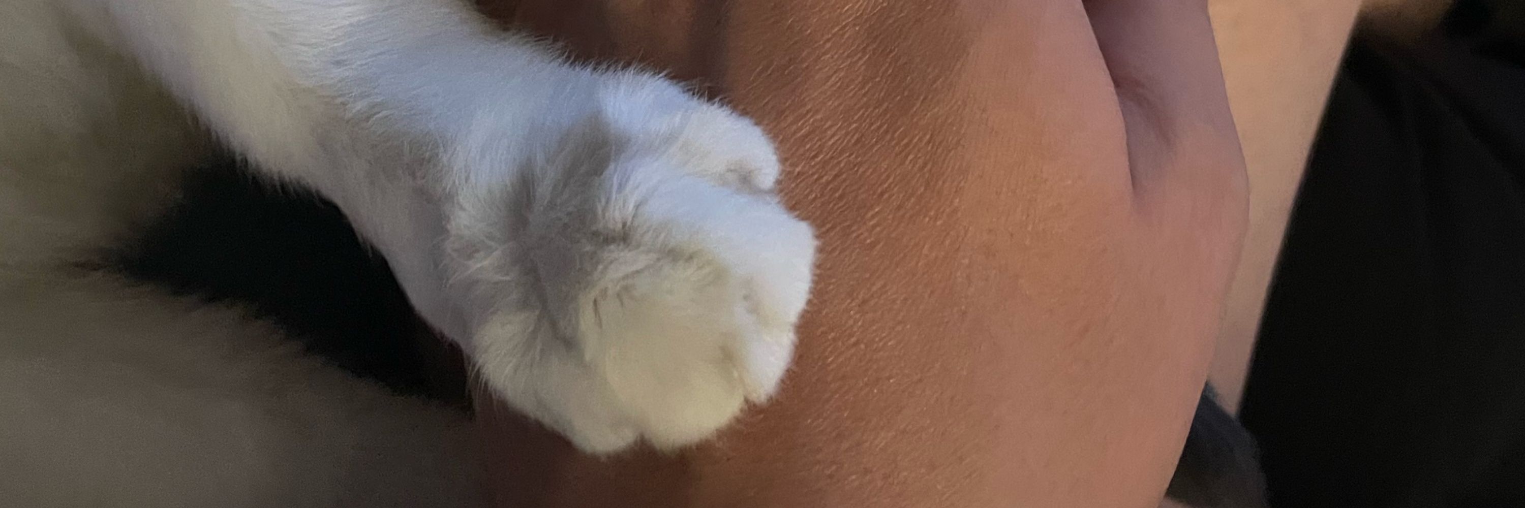 TheFoxOg