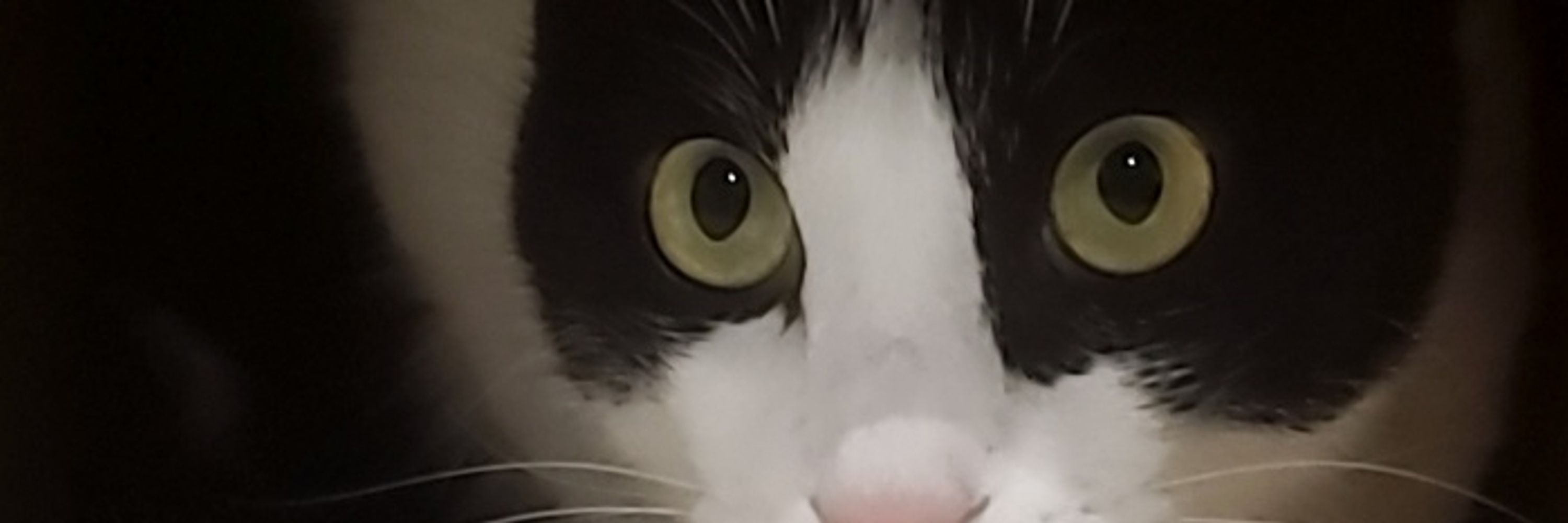 pitゲームとねこ