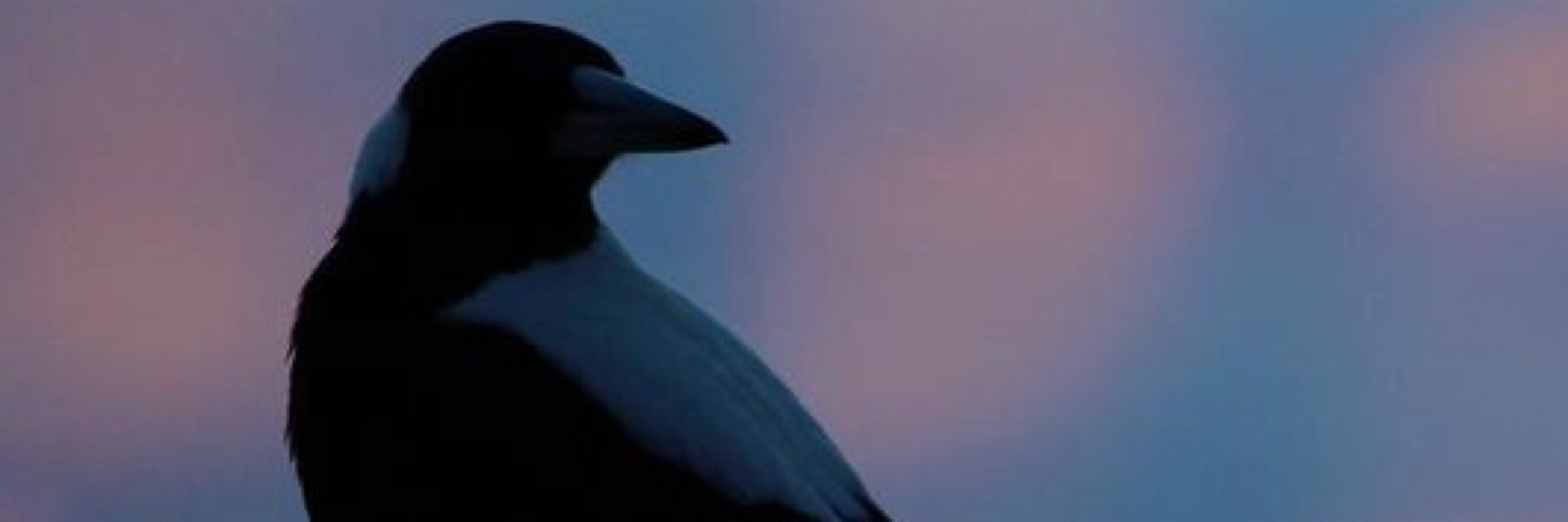 Corvids in a Trenchcoat [🐦🐦🧥]