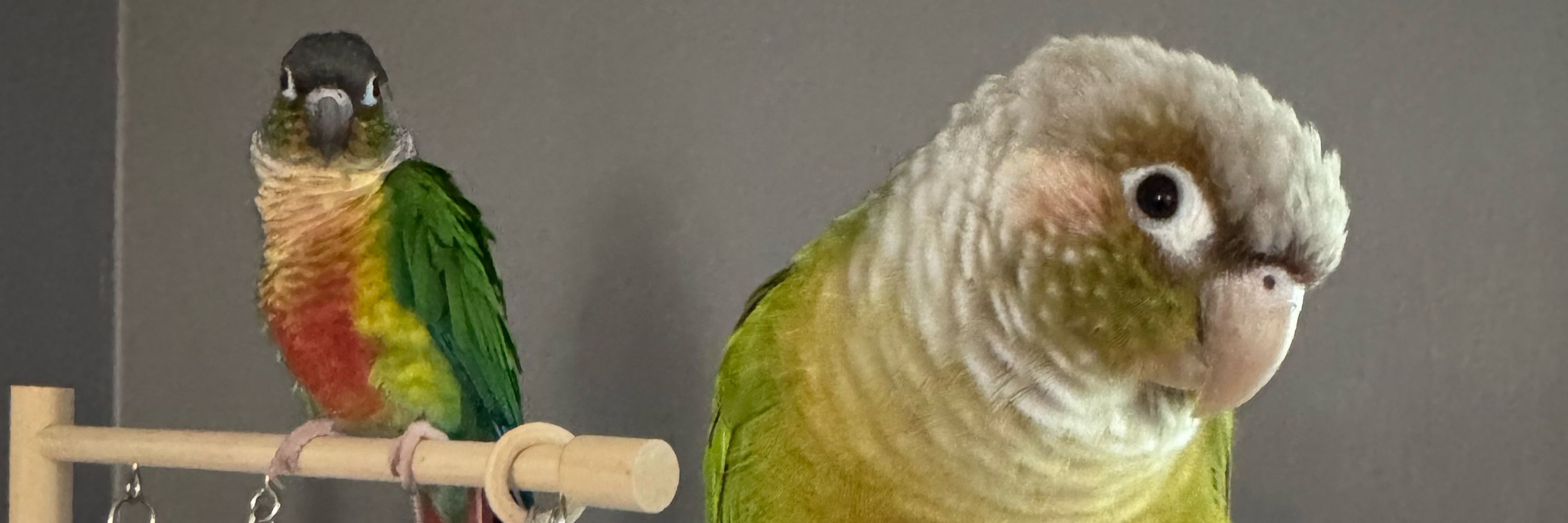 Maggie