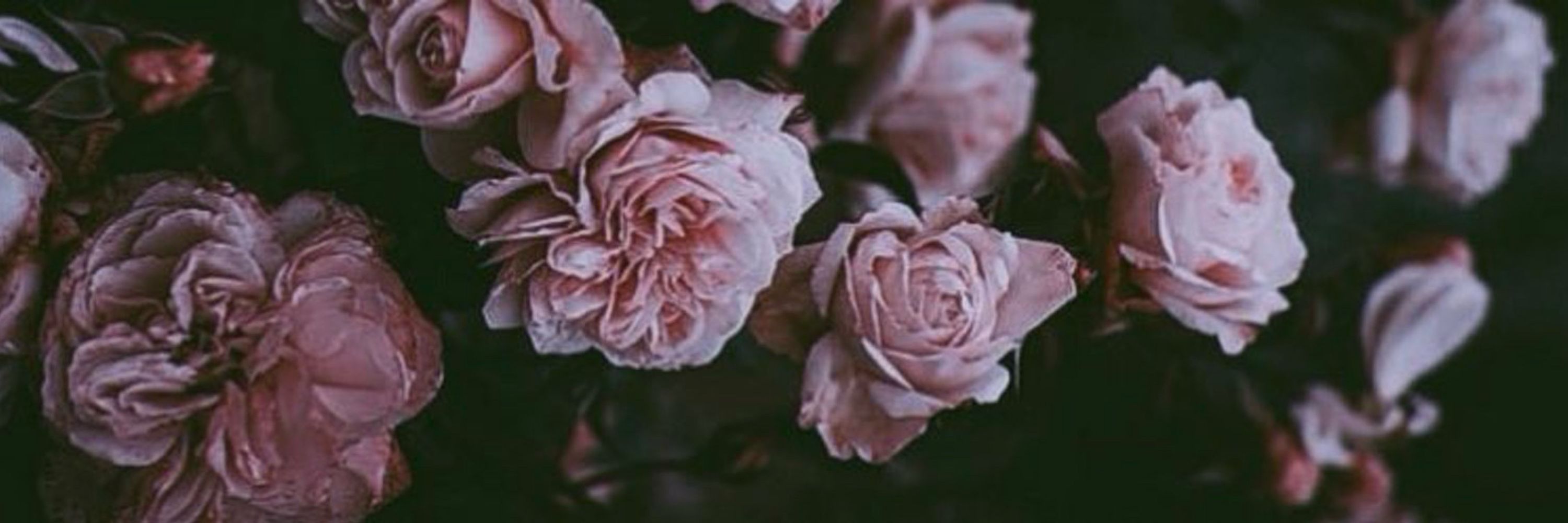— 𝐋𝐎𝐕𝐄𝐋𝐘 𝐂𝐎𝐔𝐑𝐓𝐄𝐒𝐀𝐍 𓆩ꨄ︎𓆪