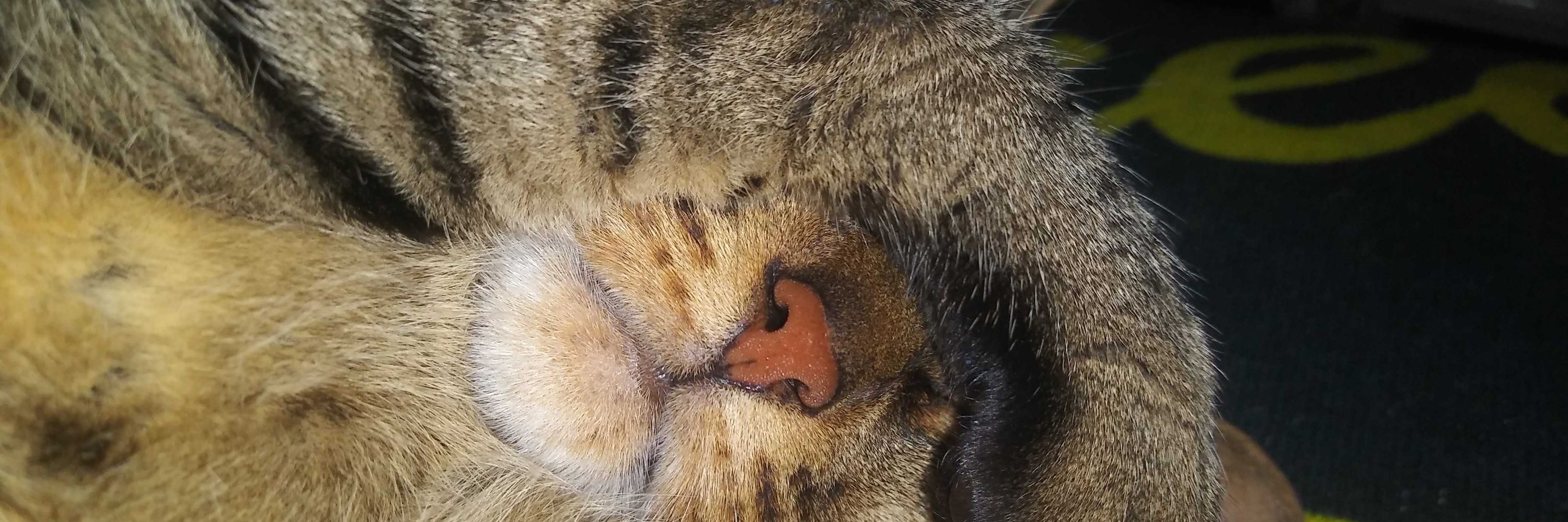 SooScrat