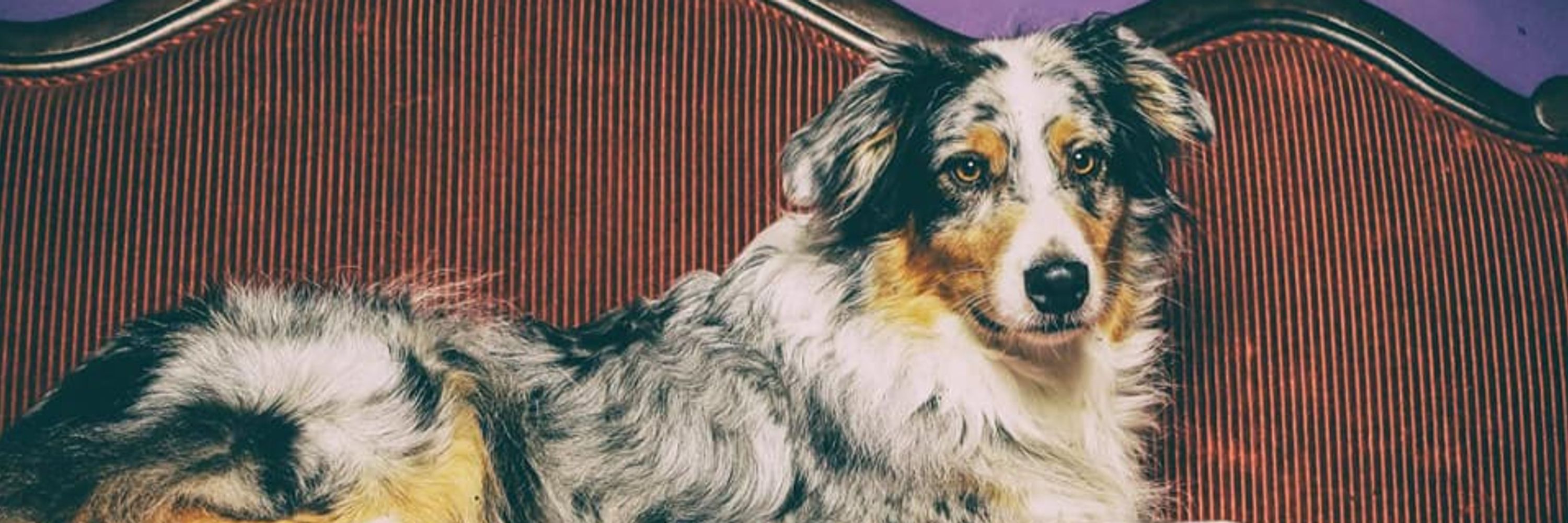Aussie Dogs