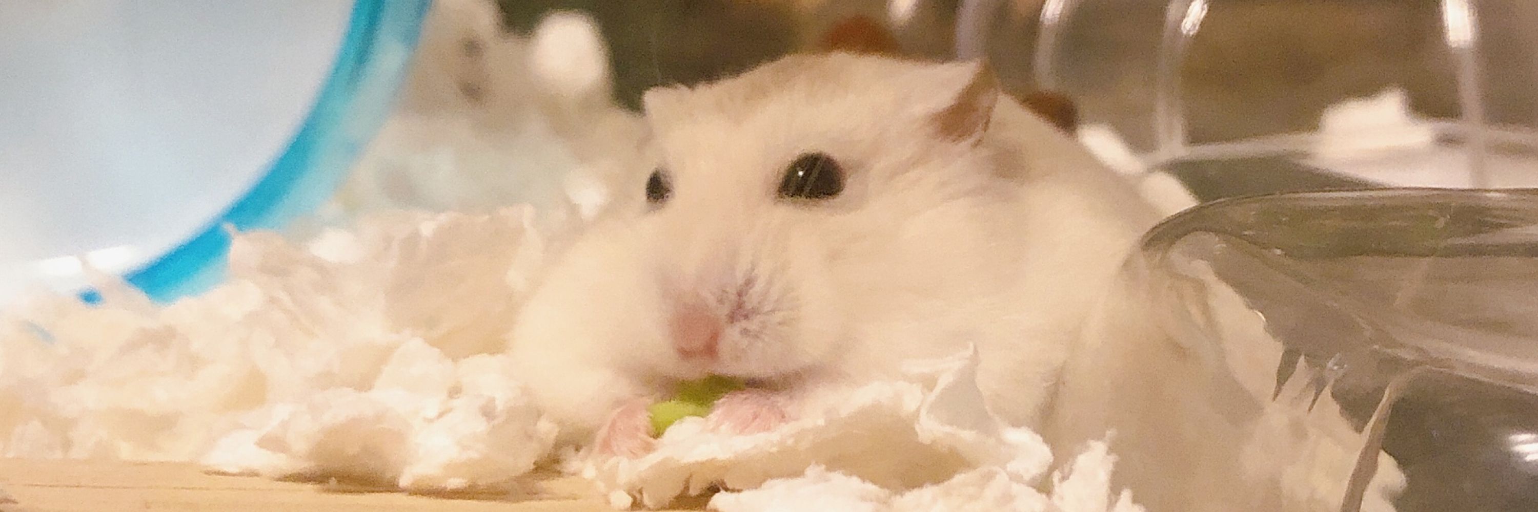 のぴ