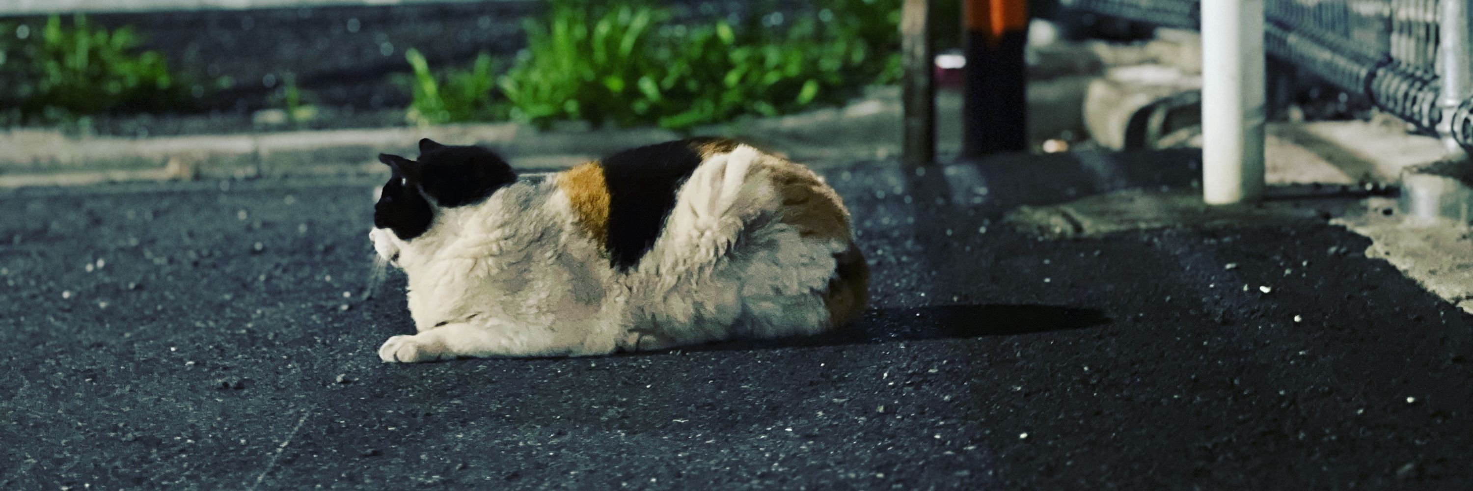 あしたか