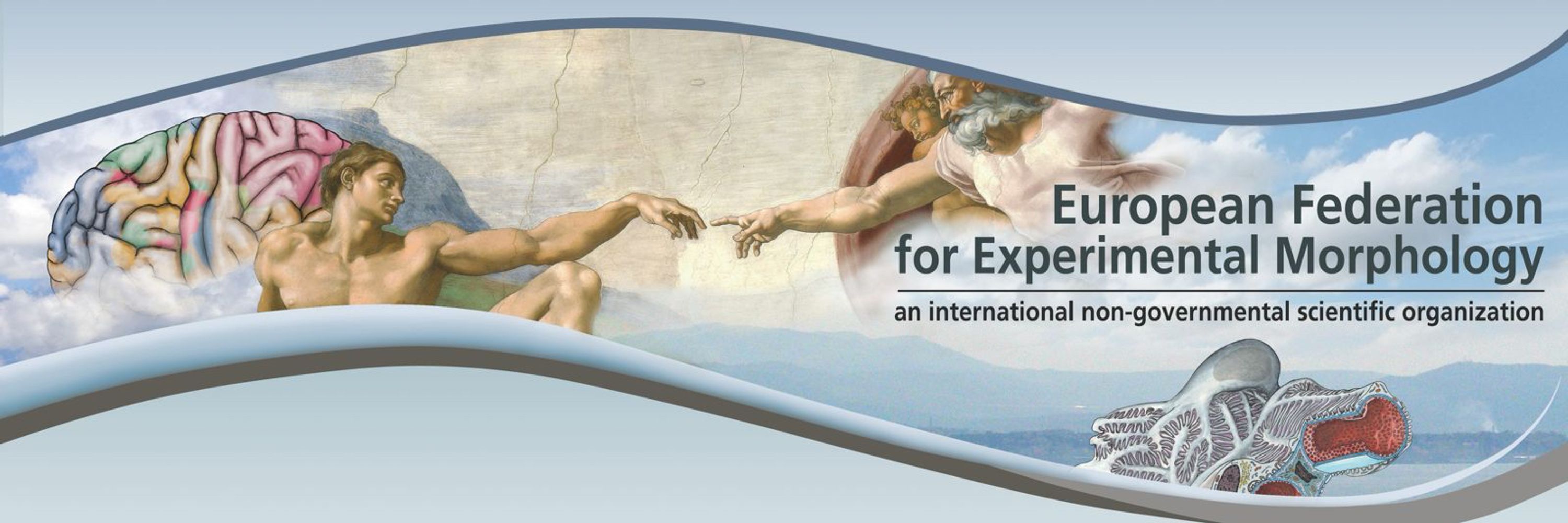 European Federation for Experimental Morphology
